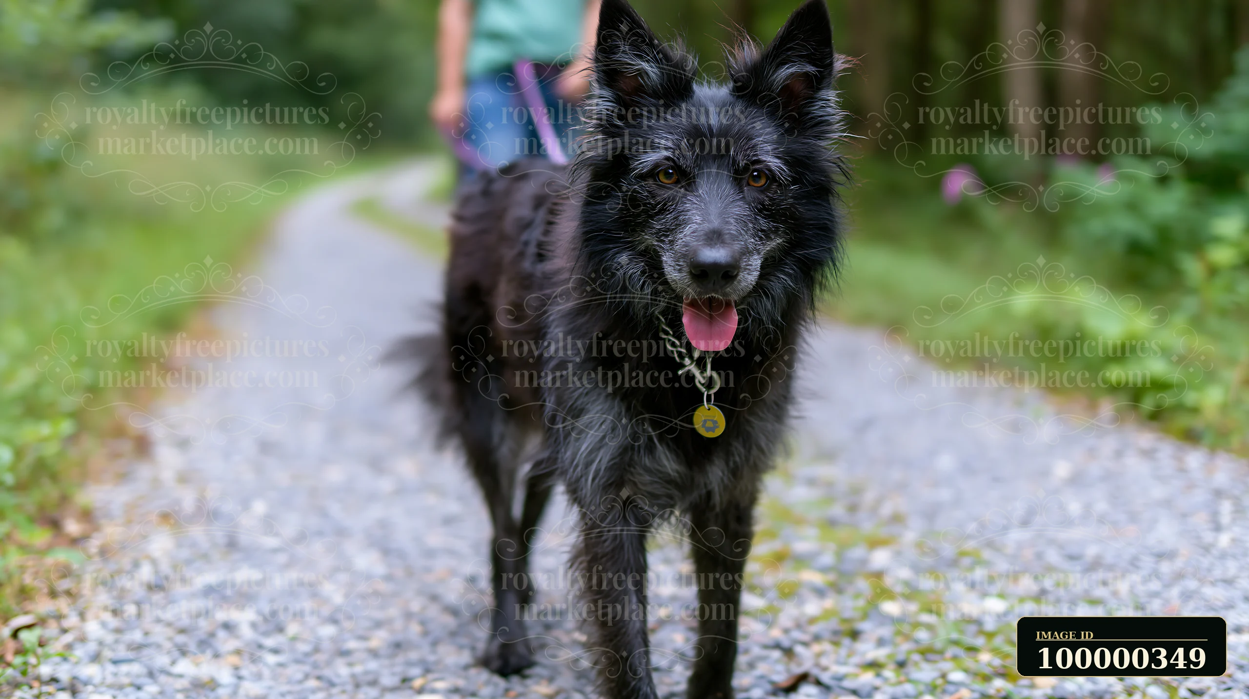Black dog walks toward the camera on a gravel forest path while a handler follows behind.