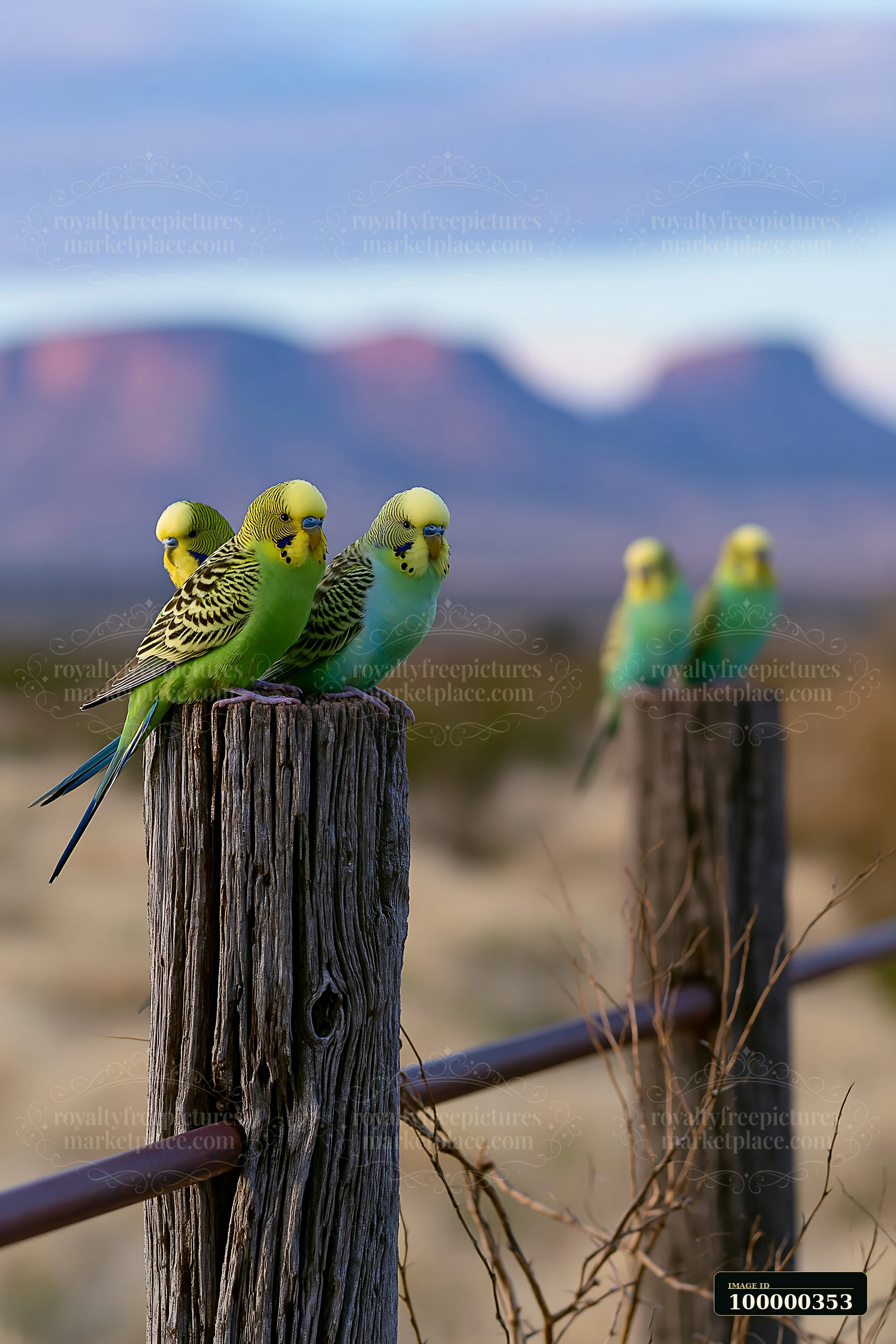Colorful budgerigars perch on weathered wooden fence posts in a softly blurred desert landscape.