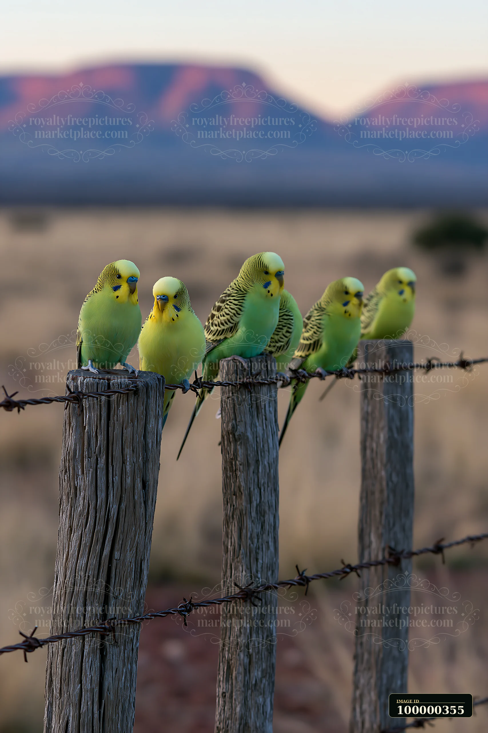 Five colorful budgerigars perch on wooden fence posts and barbed wire before a desert mountain landscape.