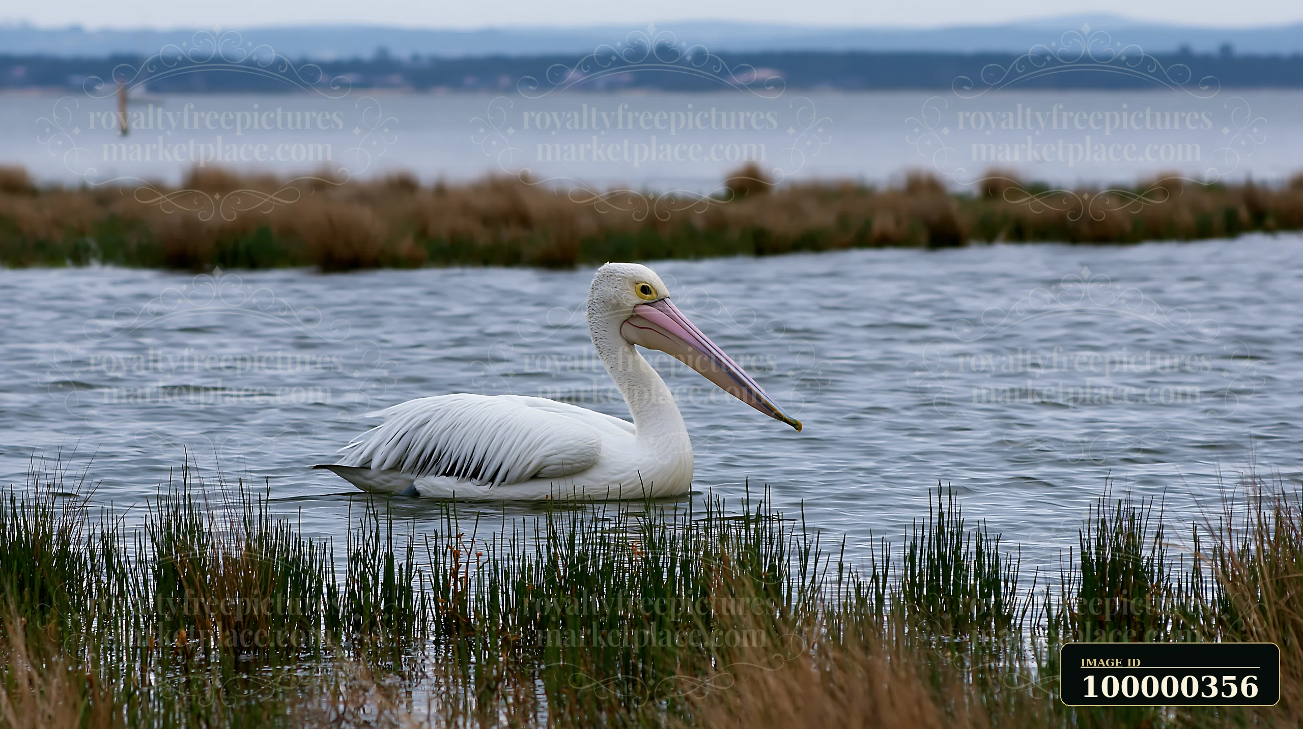 Australian pelican floating in coastal lagoon water among reeds with a distant shoreline.