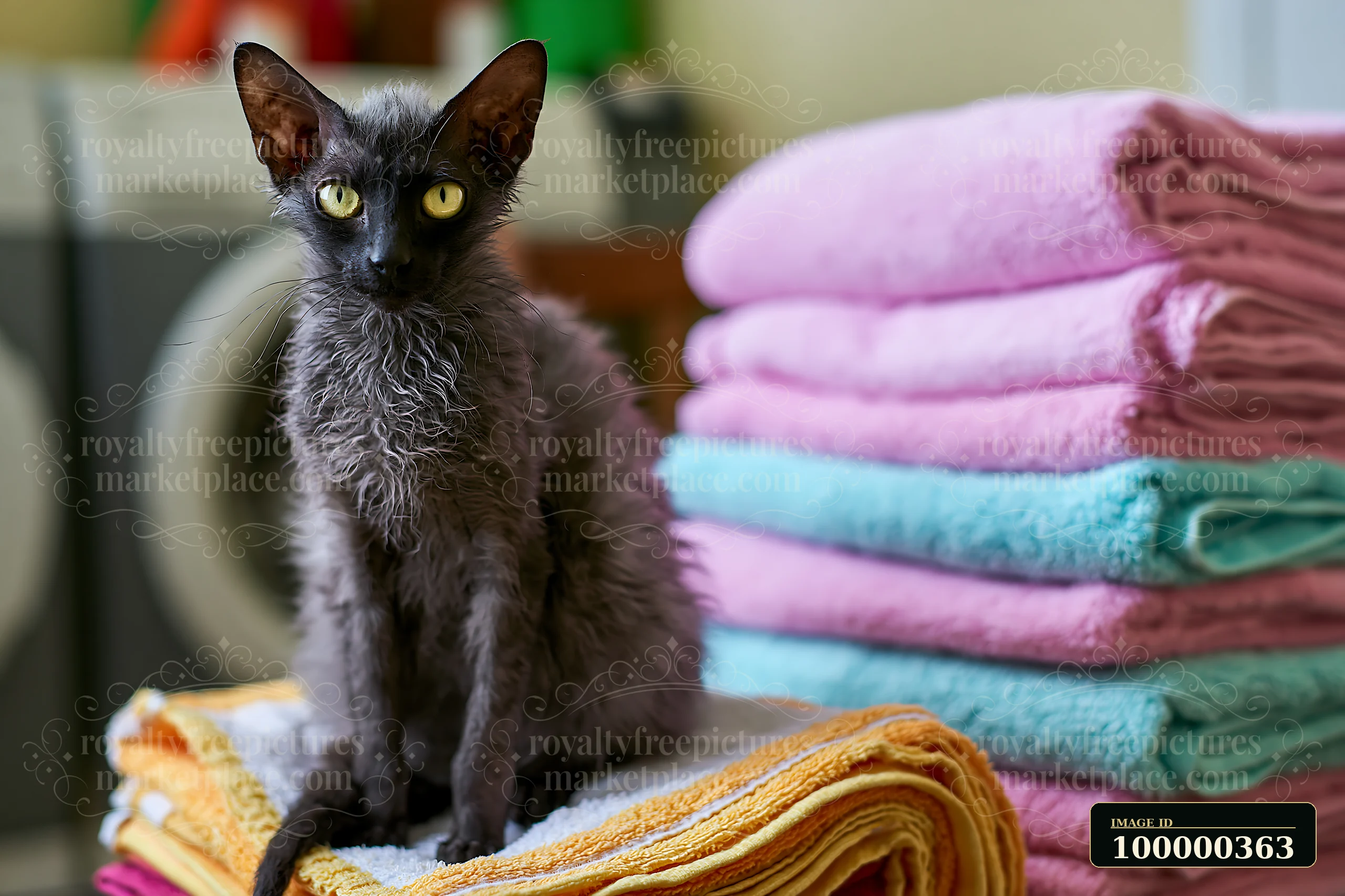 Dark curly-coated Lykoi cat sitting on folded colorful blankets indoors.