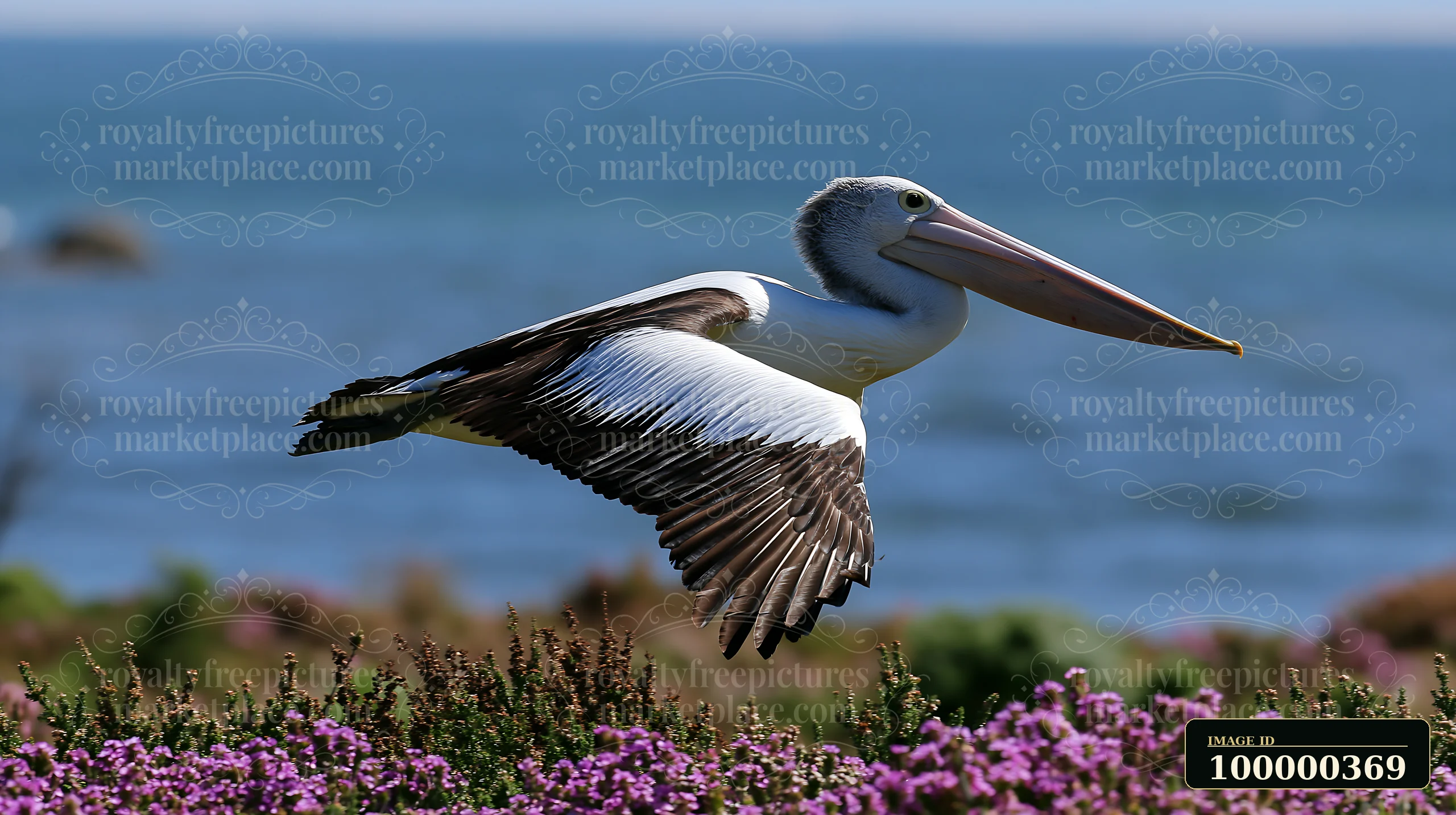 An Australian pelican flies above colorful coastal plants near the lagoon.