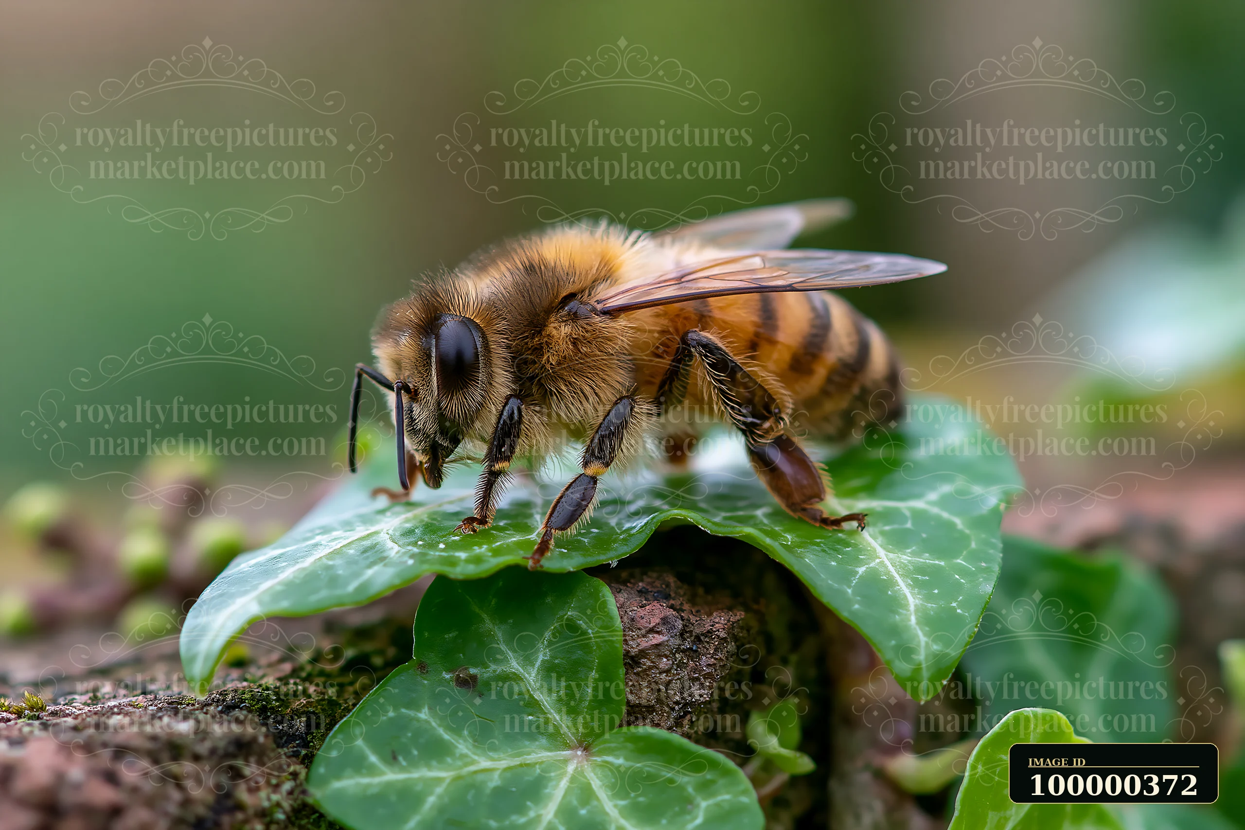 A bee is on a leaf in a garden, surrounded by green plants.