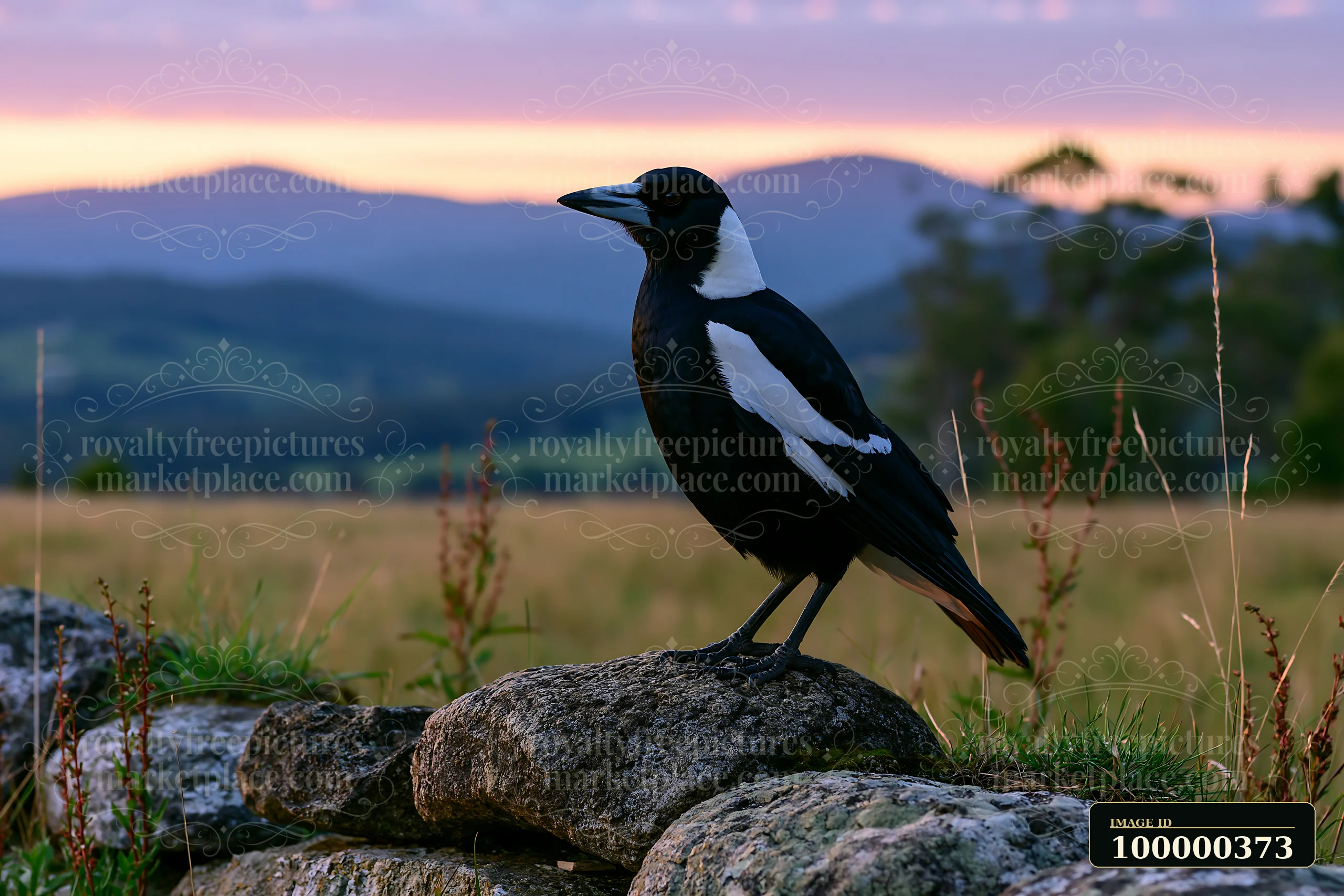 An Australian magpie in grassland perches on a rock with mountains in the background during sunset.