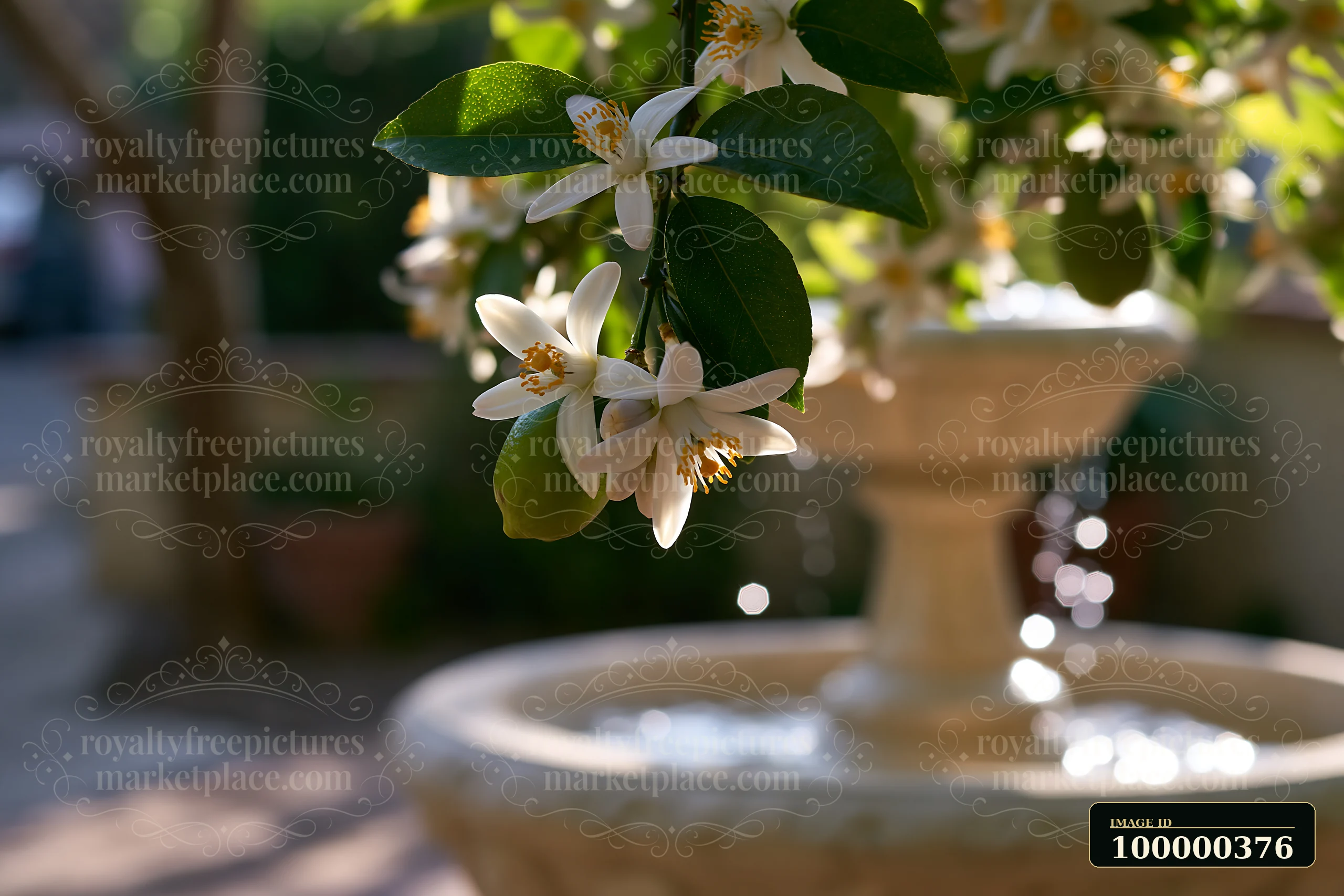Phlox flowers in cottage garden grow around a peaceful fountain.