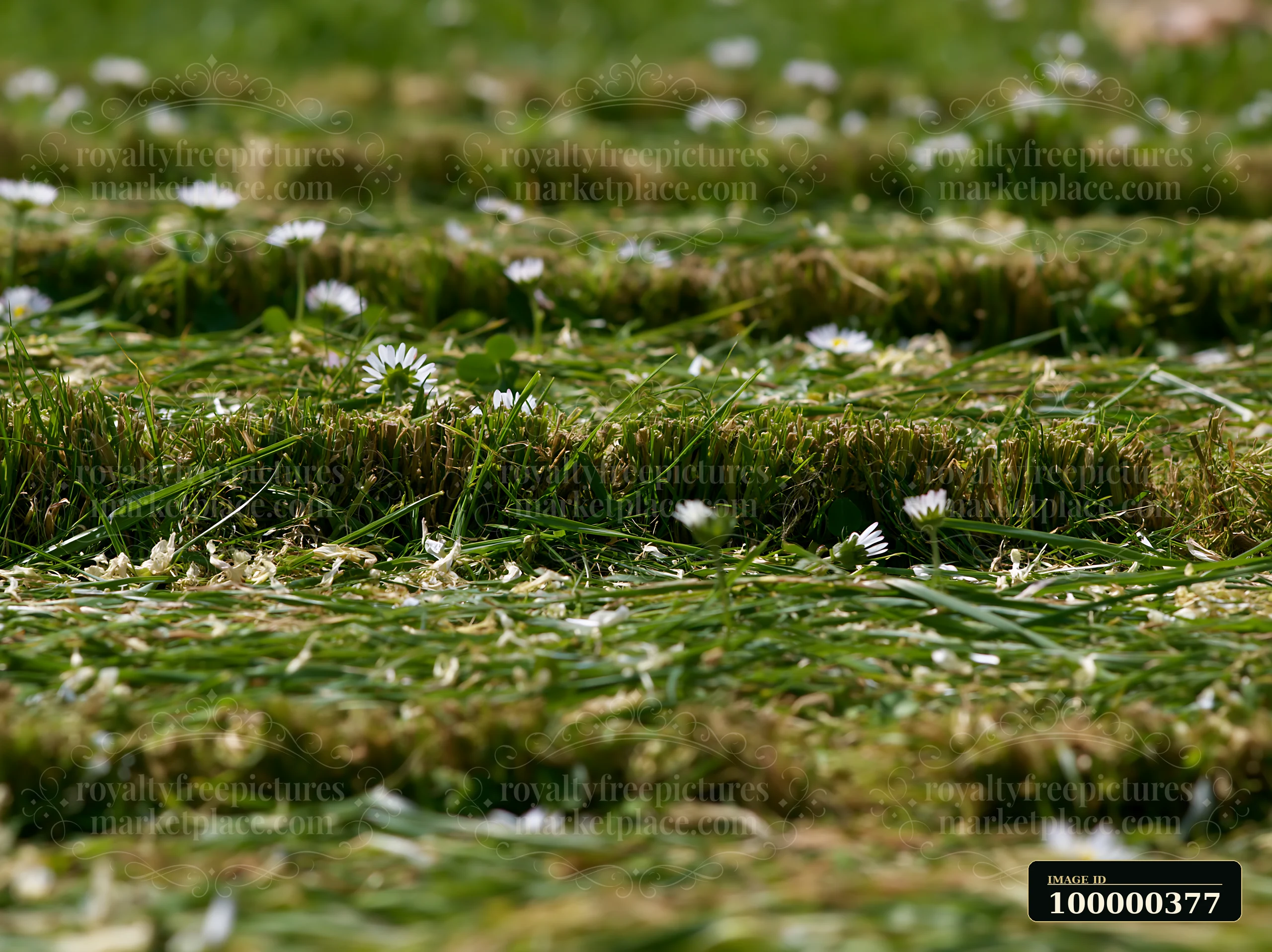 Freshly cut meadow rows stretch across a green field, dotted with small white flowers.