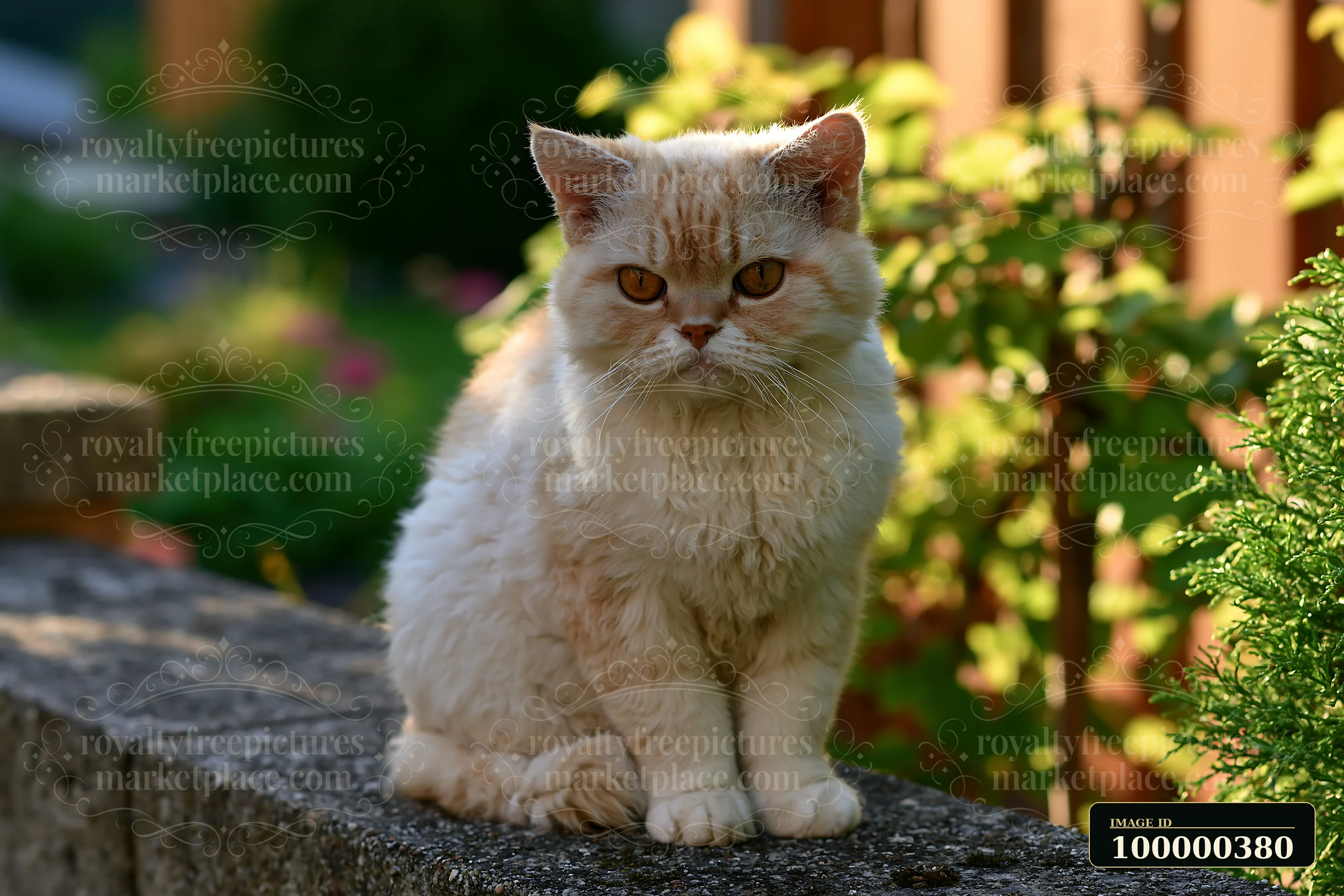 A Selkirk Rex cat sits on a stone wall in a garden with greenery around.