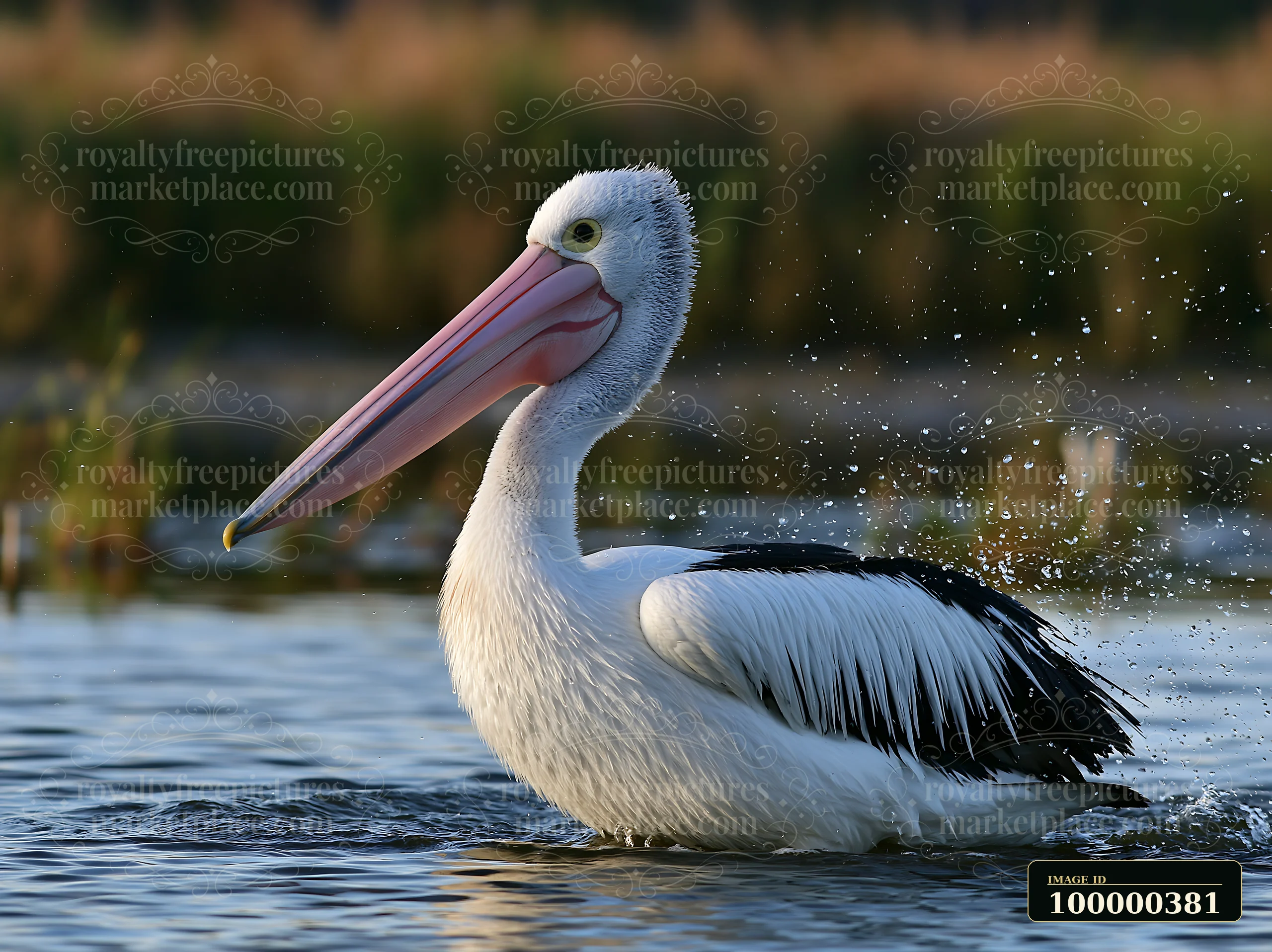 An Australian pelican swims in a coastal lagoon, splashing water around.