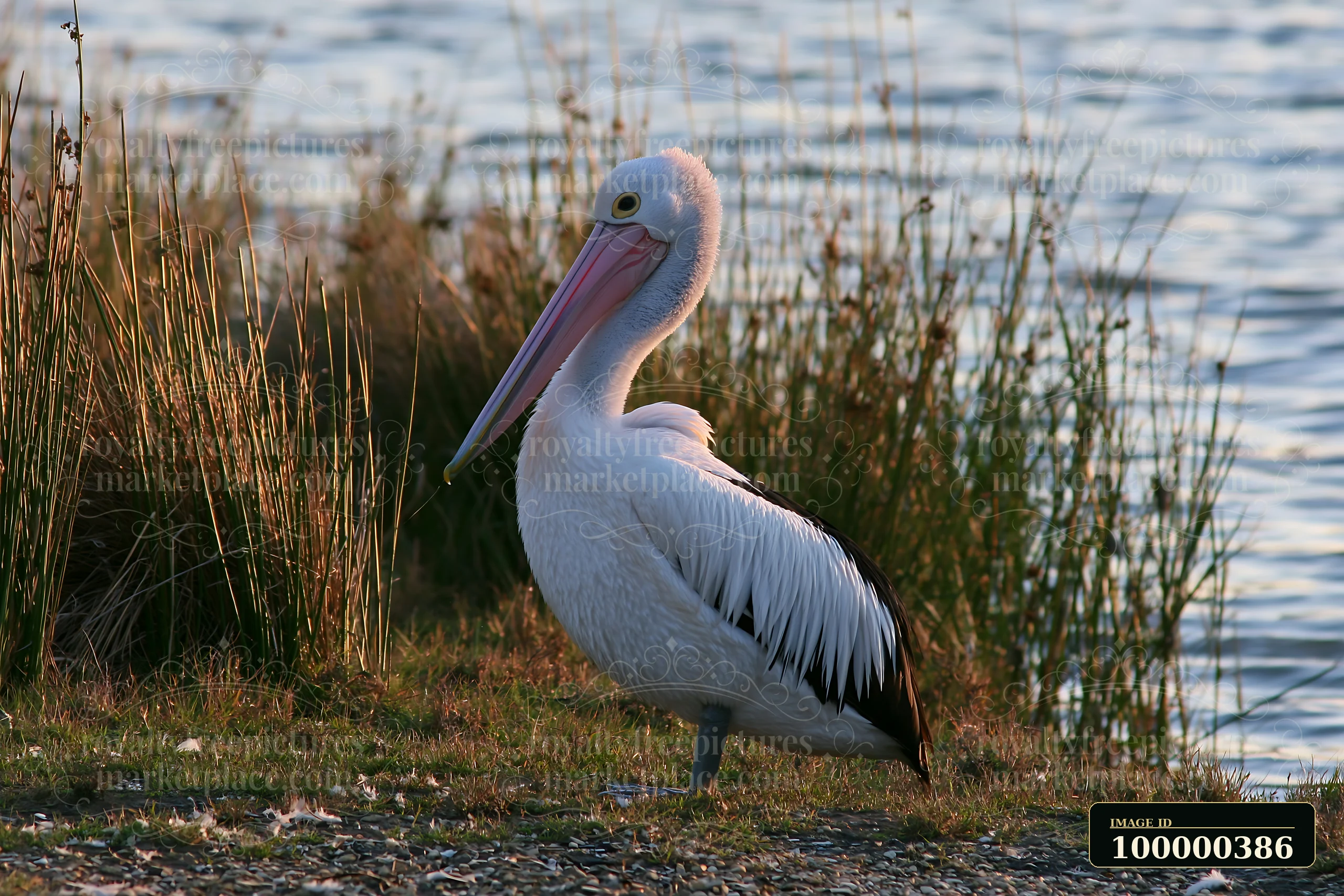 An Australian pelican stands on the shore of a coastal lagoon near tall grass.
