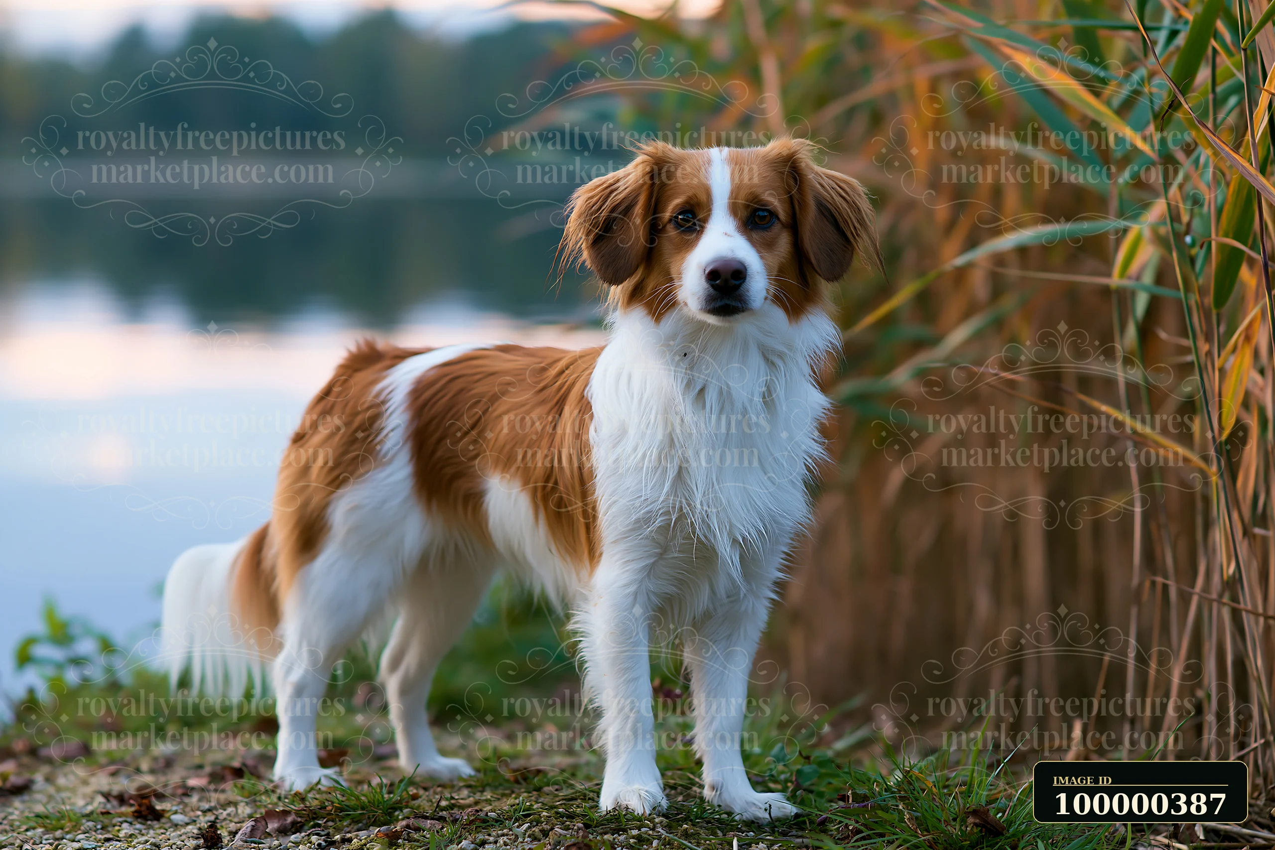 A rare dog breed looking at camera stands on the shore near a body of water, surrounded by tall grass.
