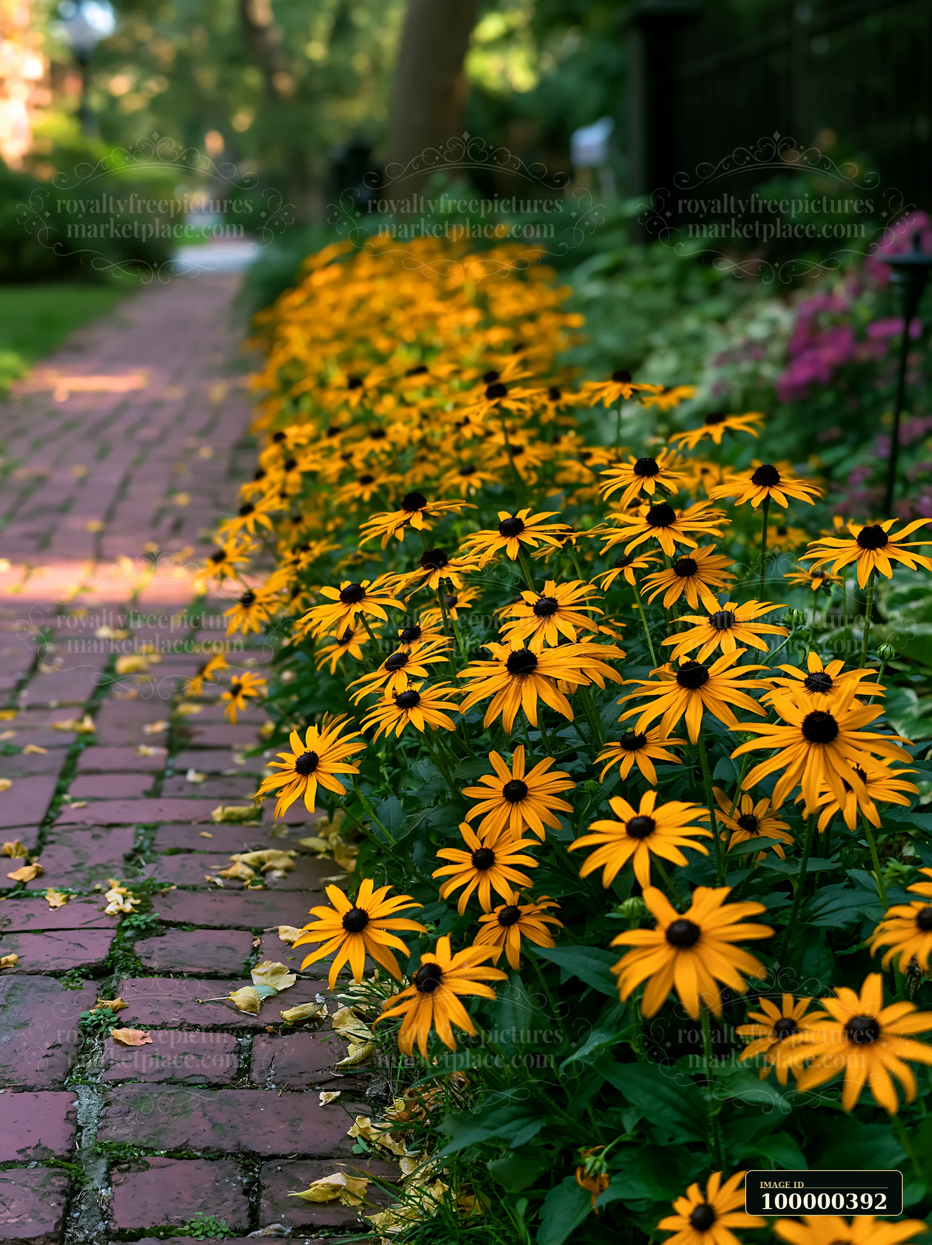 Bright foxglove flowers grow near a cottage along a winding garden path.