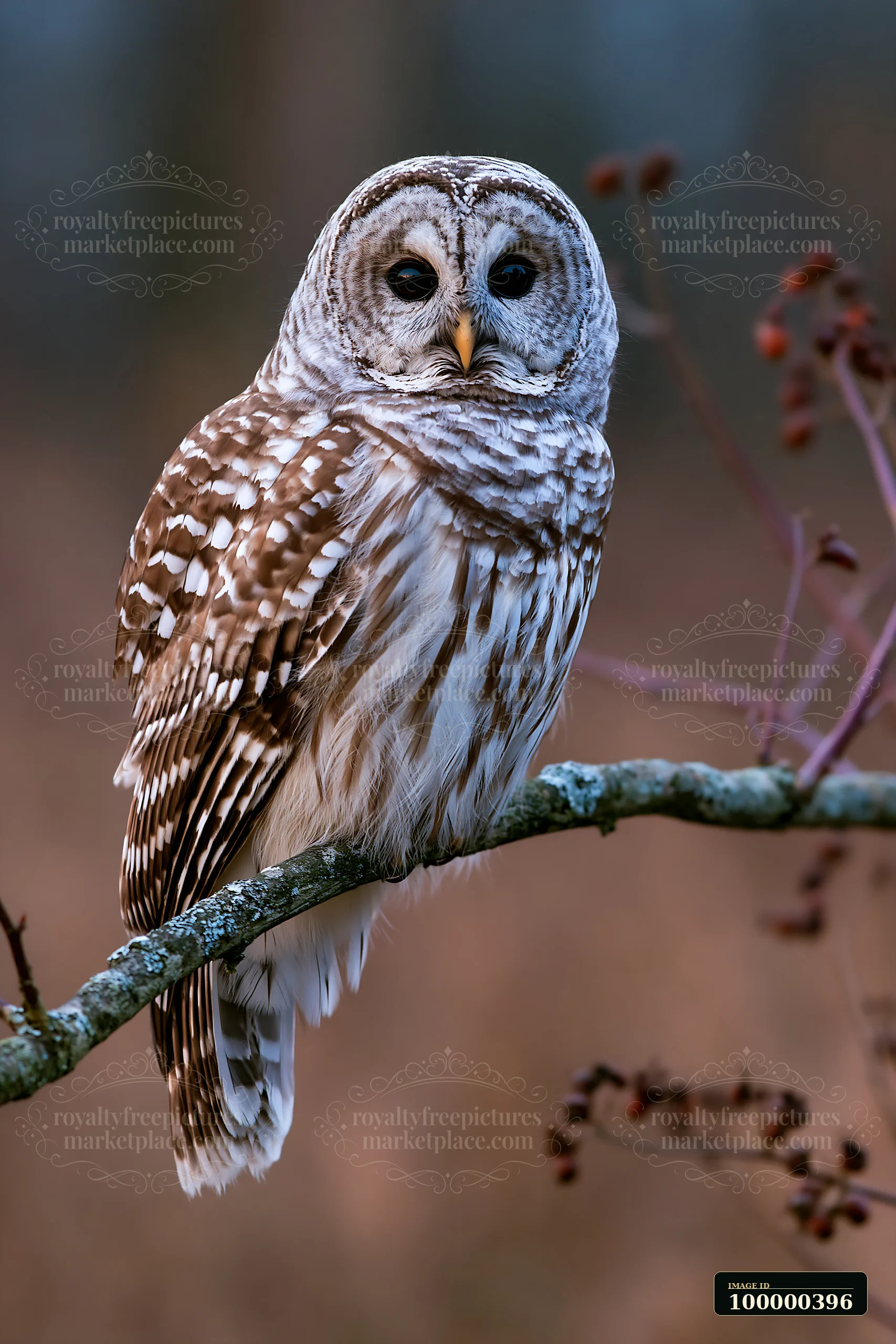 A barred owl sits on a branch in a shaded meadow in woodland clearing.