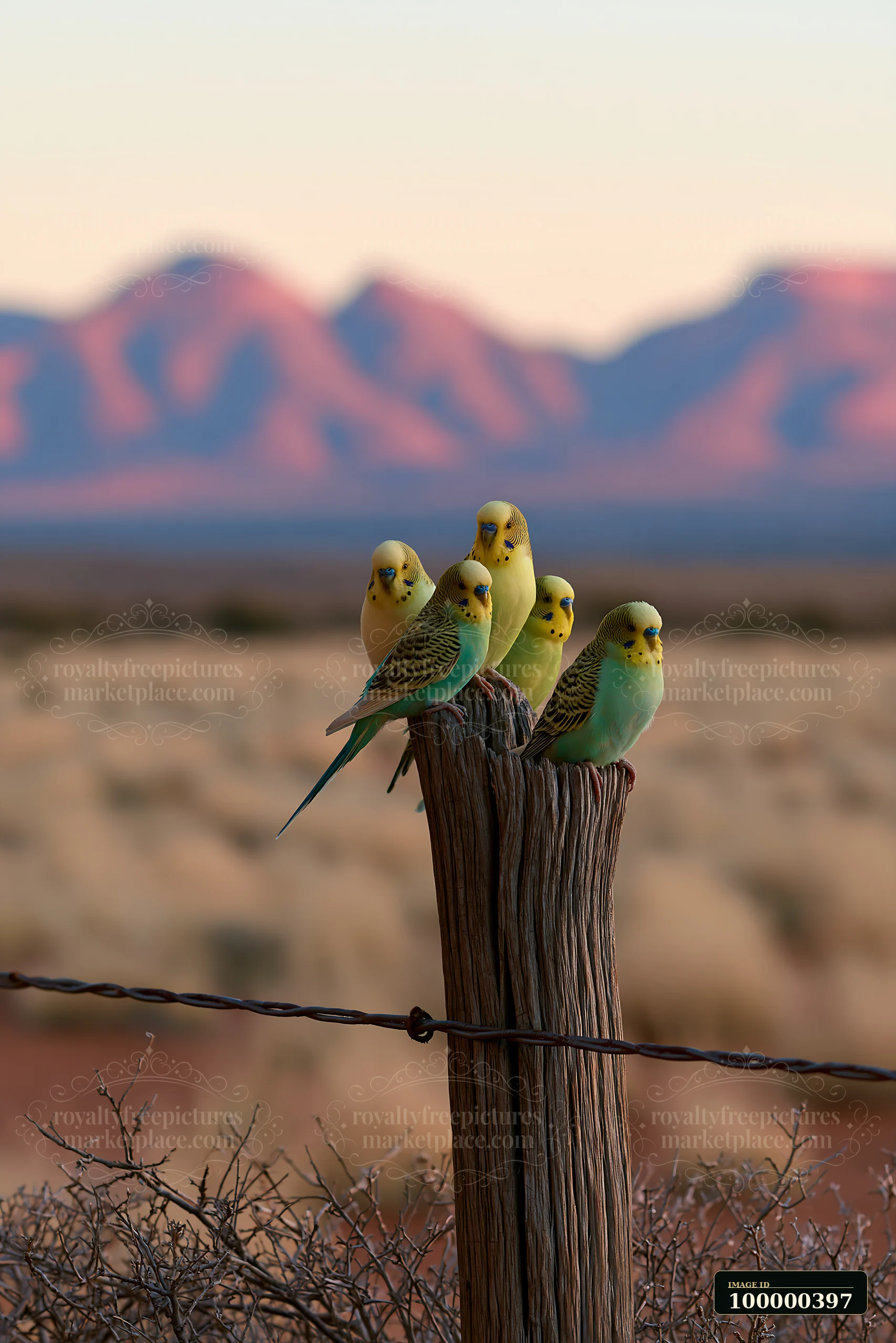 A group of budgerigars is perched on a wooden post in a desert landscape with mountains in the background.