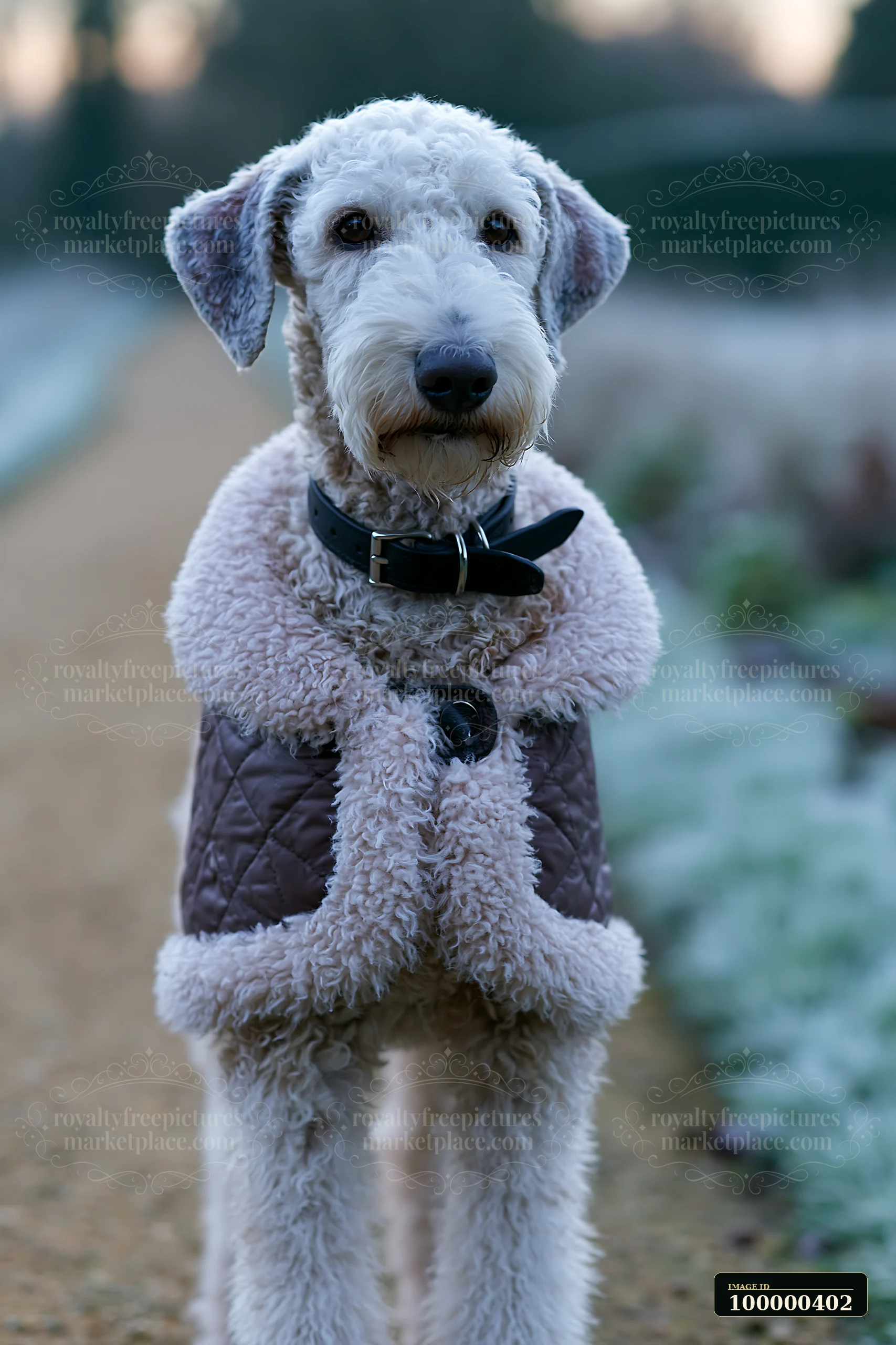 A rare dog breed wearing a winter coat stands on a frost-covered path in a garden.