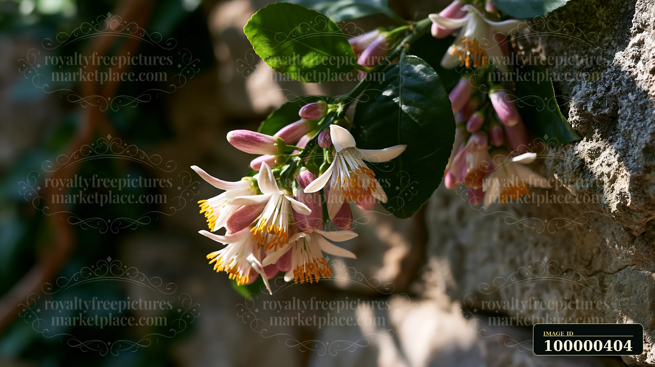 Lemon tree blossoms in sunlight show delicate flowers against a stone wall backdrop.
