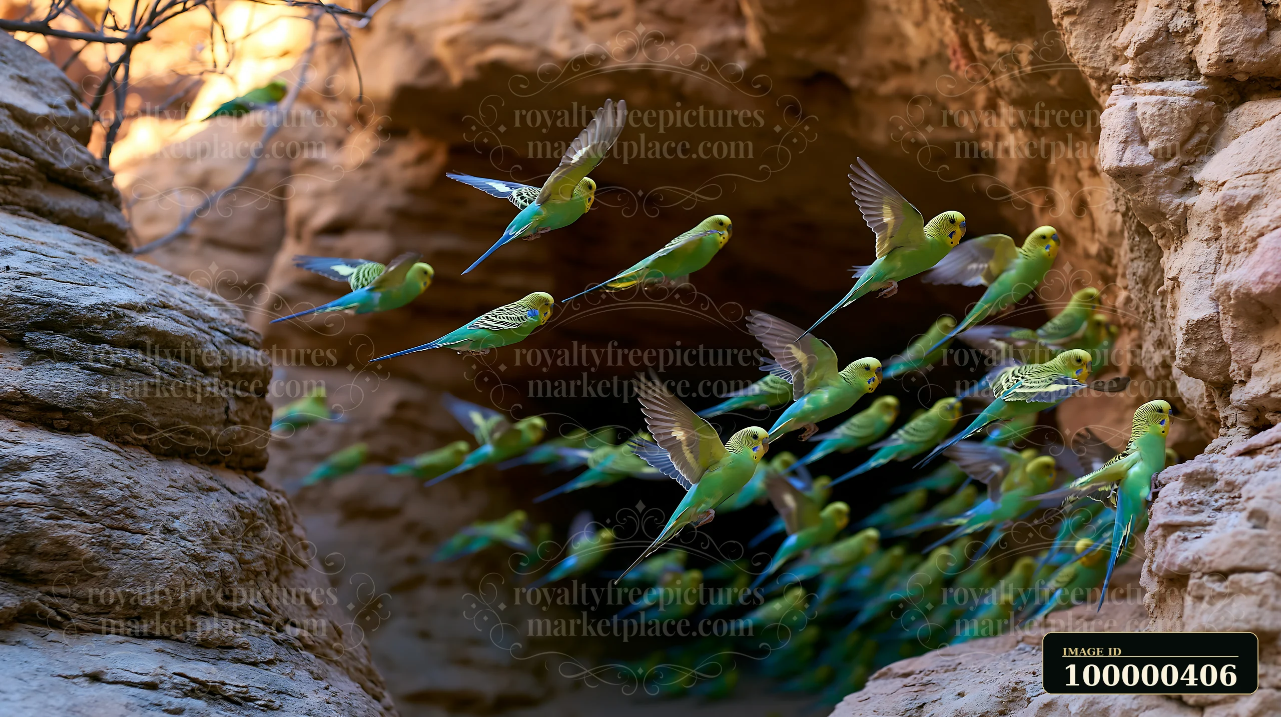 A flock of budgerigars can be seen flying through a rocky area in a desert landscape.