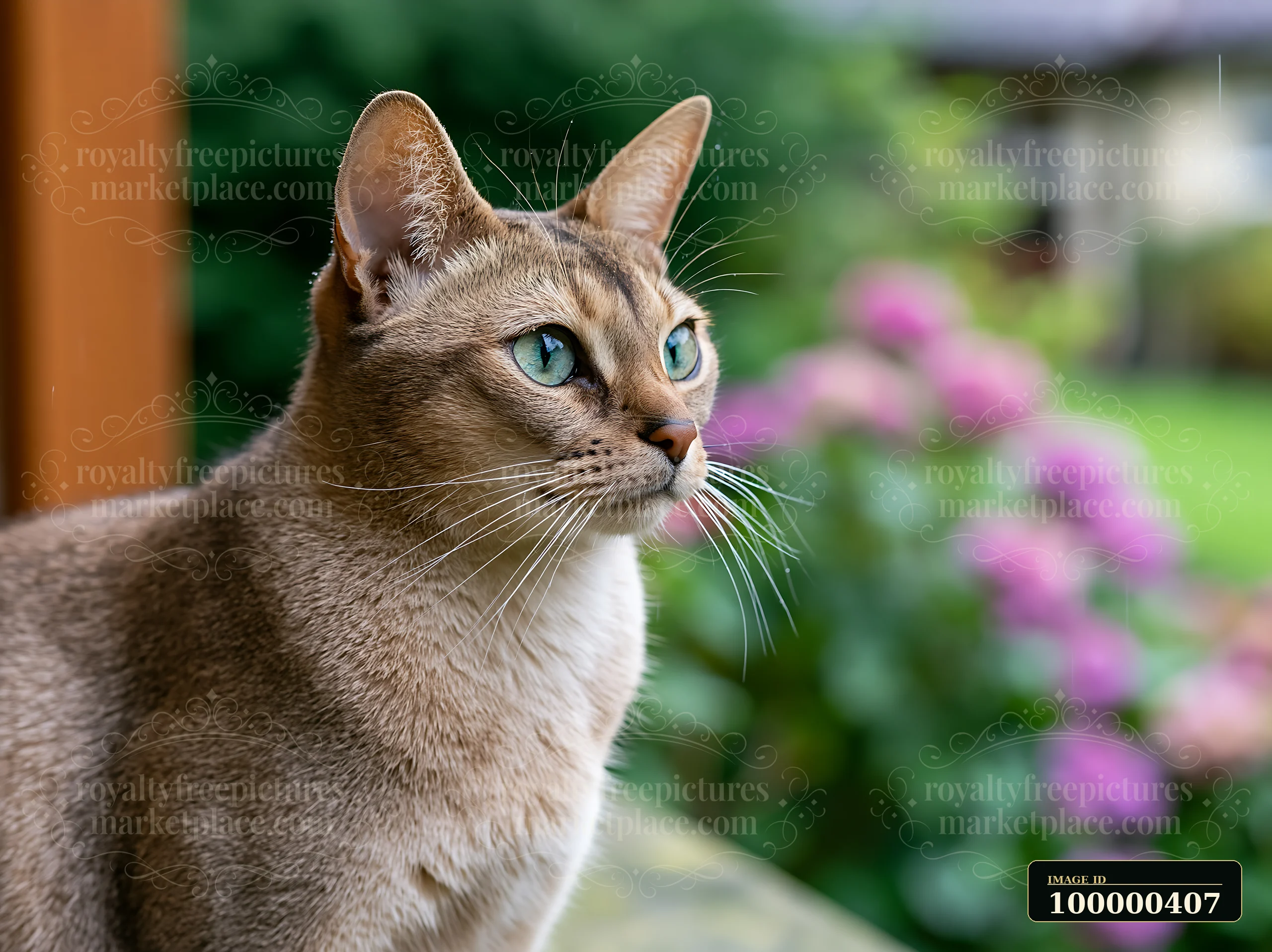 An Australian Mist cat observes its surroundings with green eyes while sitting on a ledge.
