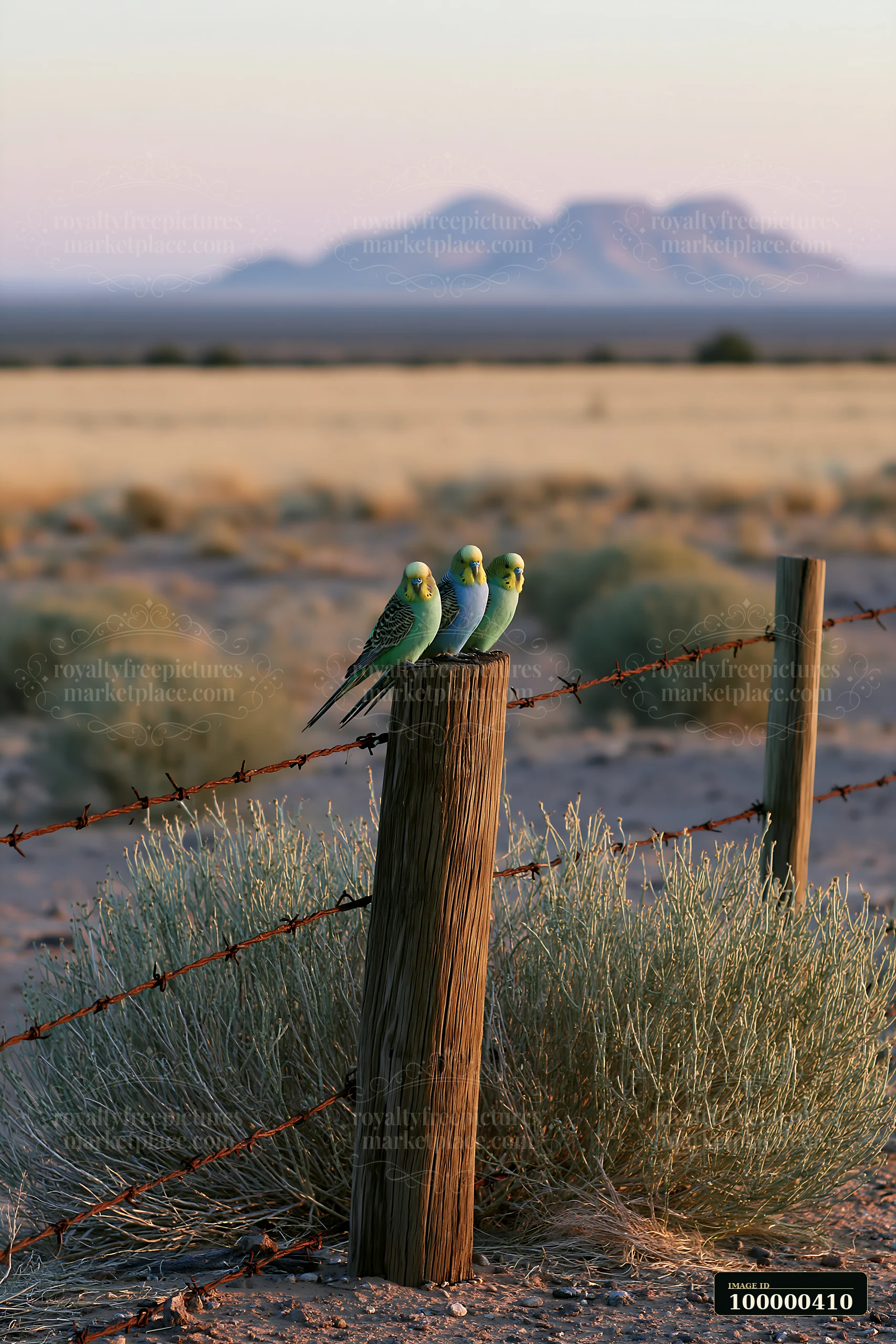 Budgerigar flock in desert landscape gathers on a wooden fence post at sunset.