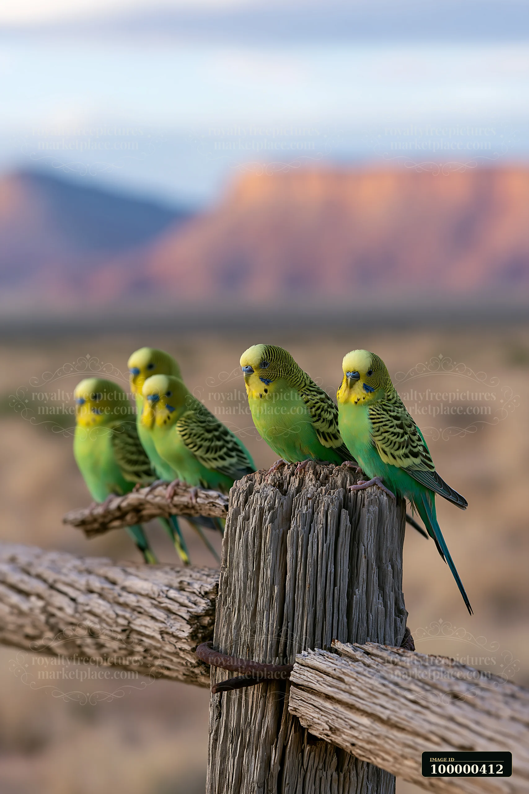 A flock of budgerigars rests on a wooden fence in a desert setting.