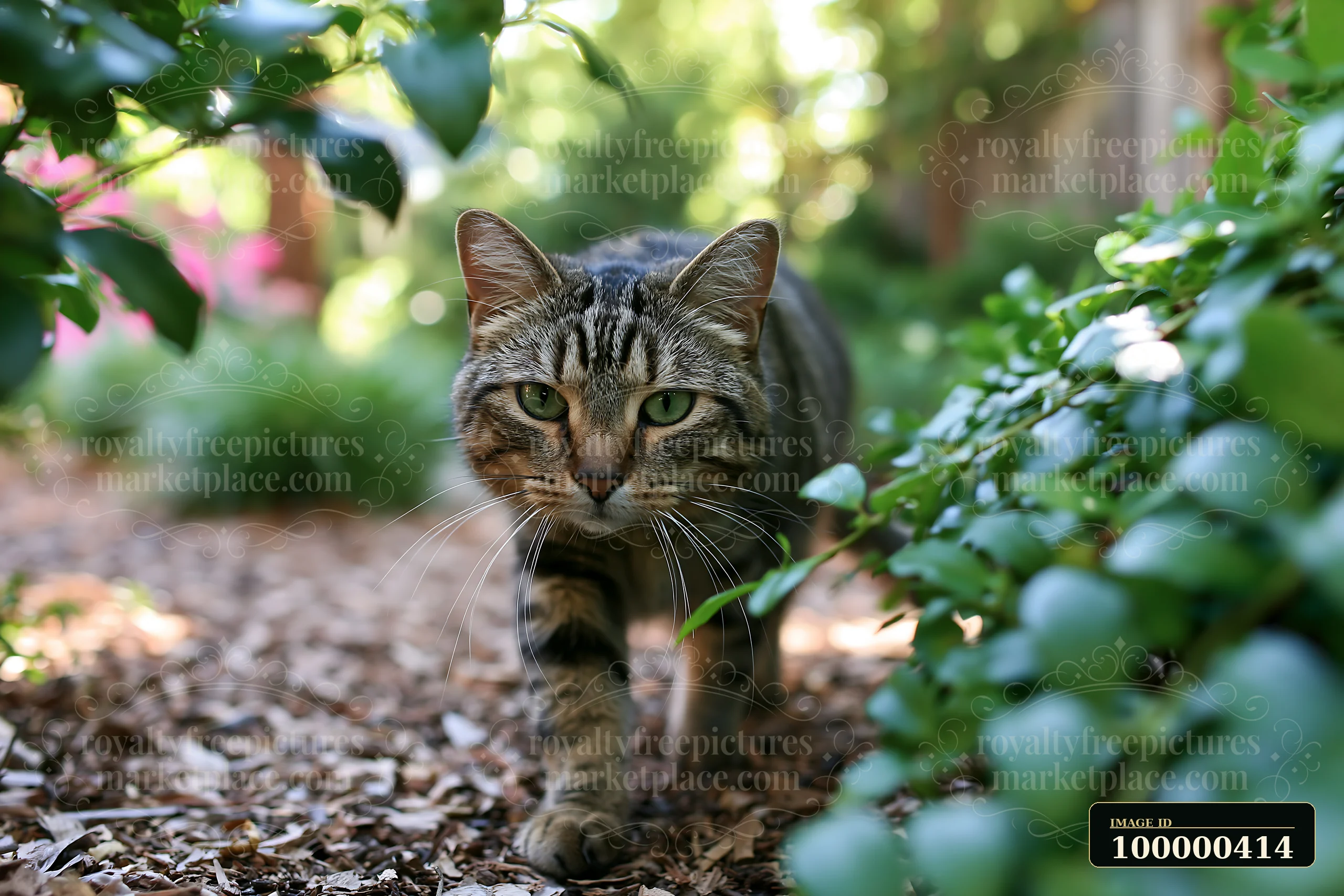 A California Spangled cat moves along a pathway in a garden surrounded by foliage.