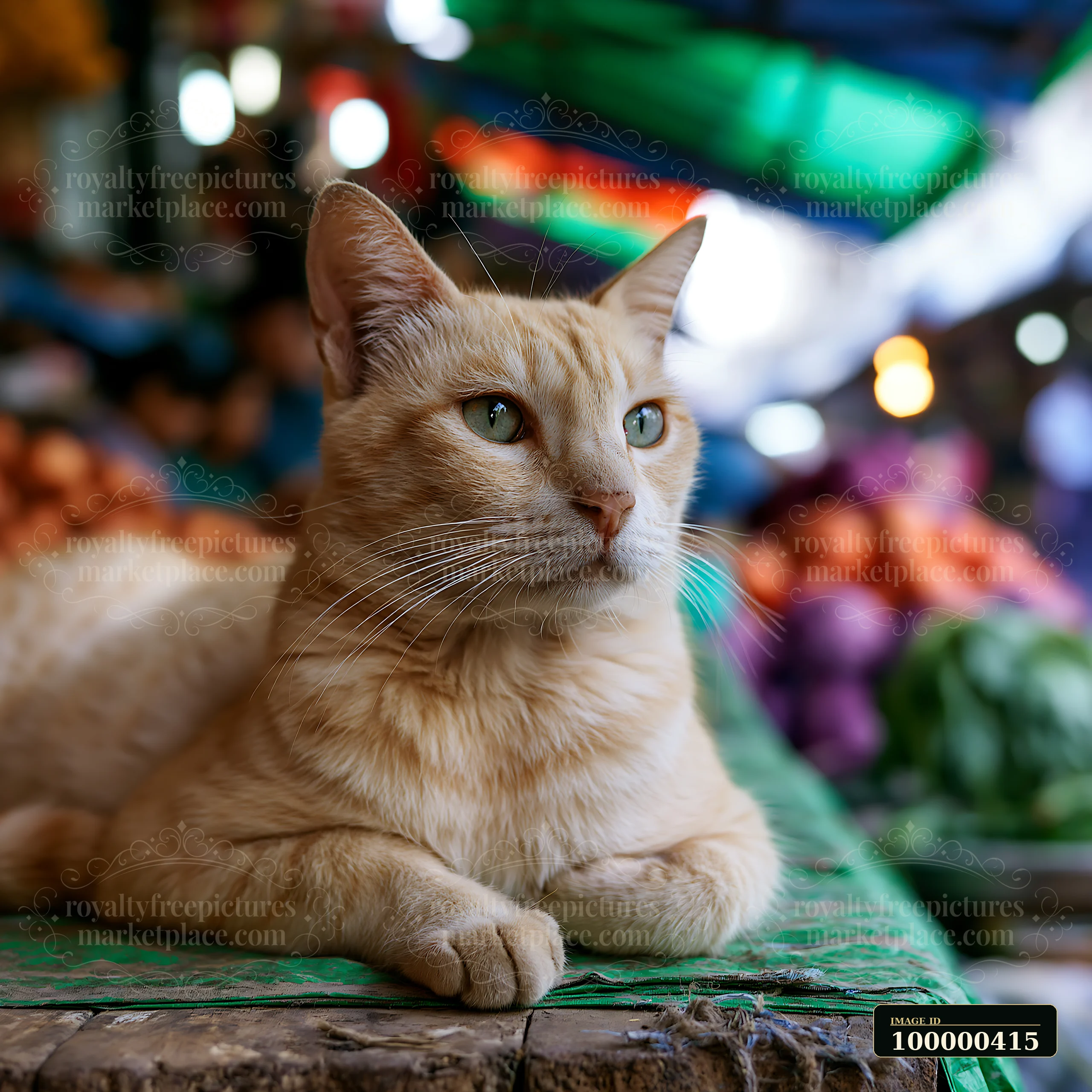 A Mandalay cat portrait shows a cat lying on a table in a market, with colorful fruits and vegetables in the background.