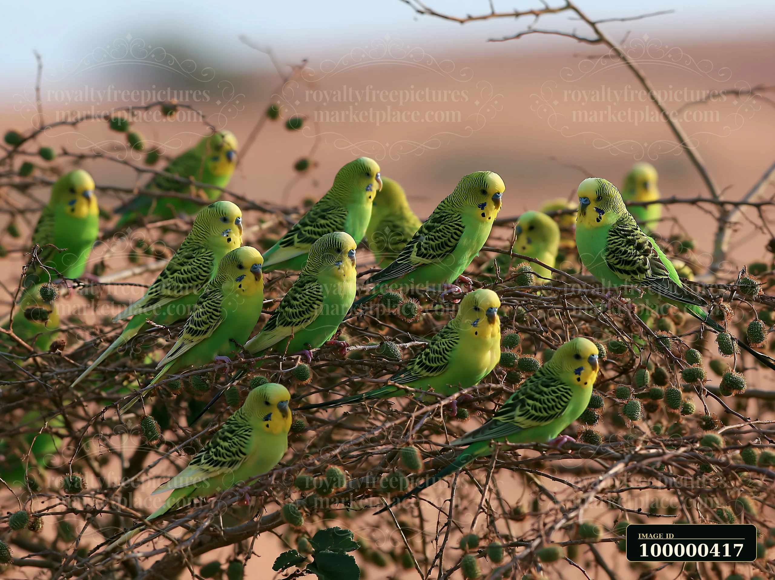 A flock of budgerigars gathers on dry branches in a desert landscape.
