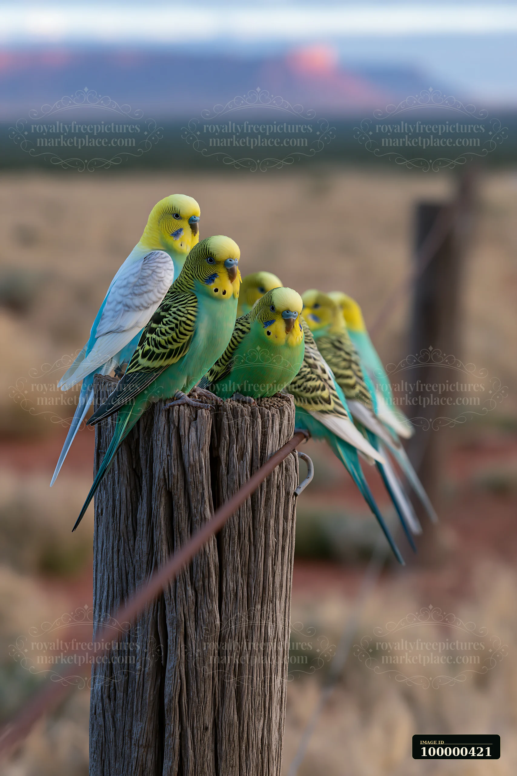 A budgerigar flock in desert landscape rests on a wooden post near dry grass.