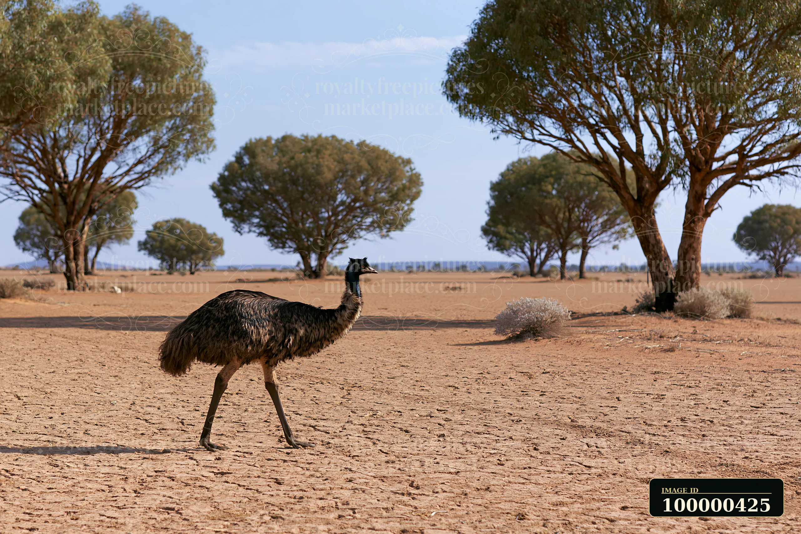 An emu walking across an outback plain with dry ground and scattered trees.