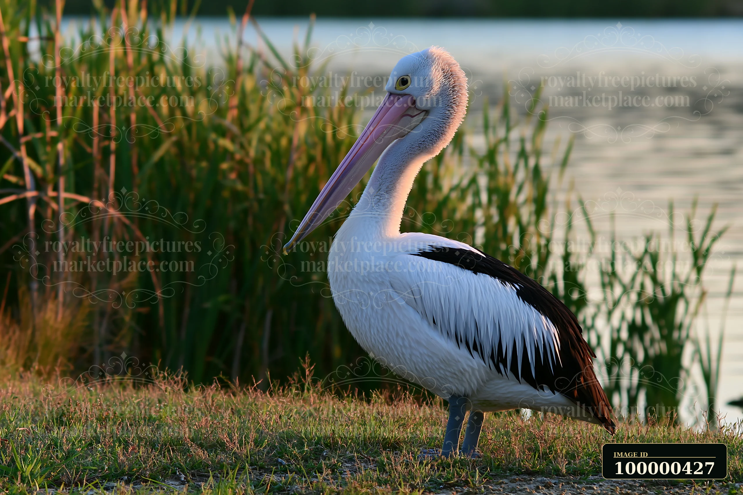 An Australian pelican stands on the grass by a coastal lagoon as the sun sets in the background.