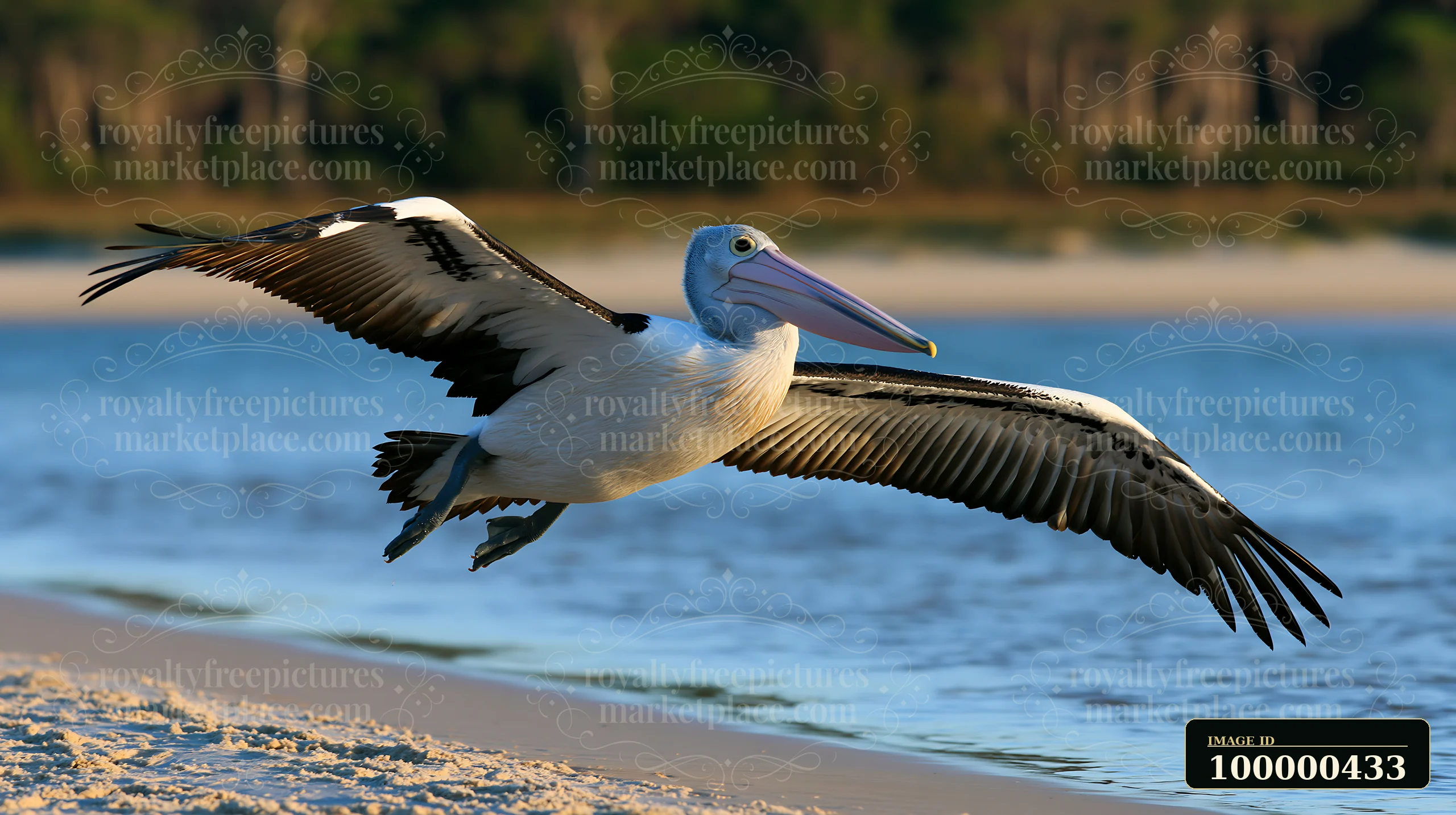 An Australian pelican flies low over a coastal lagoon, with its wings outstretched.