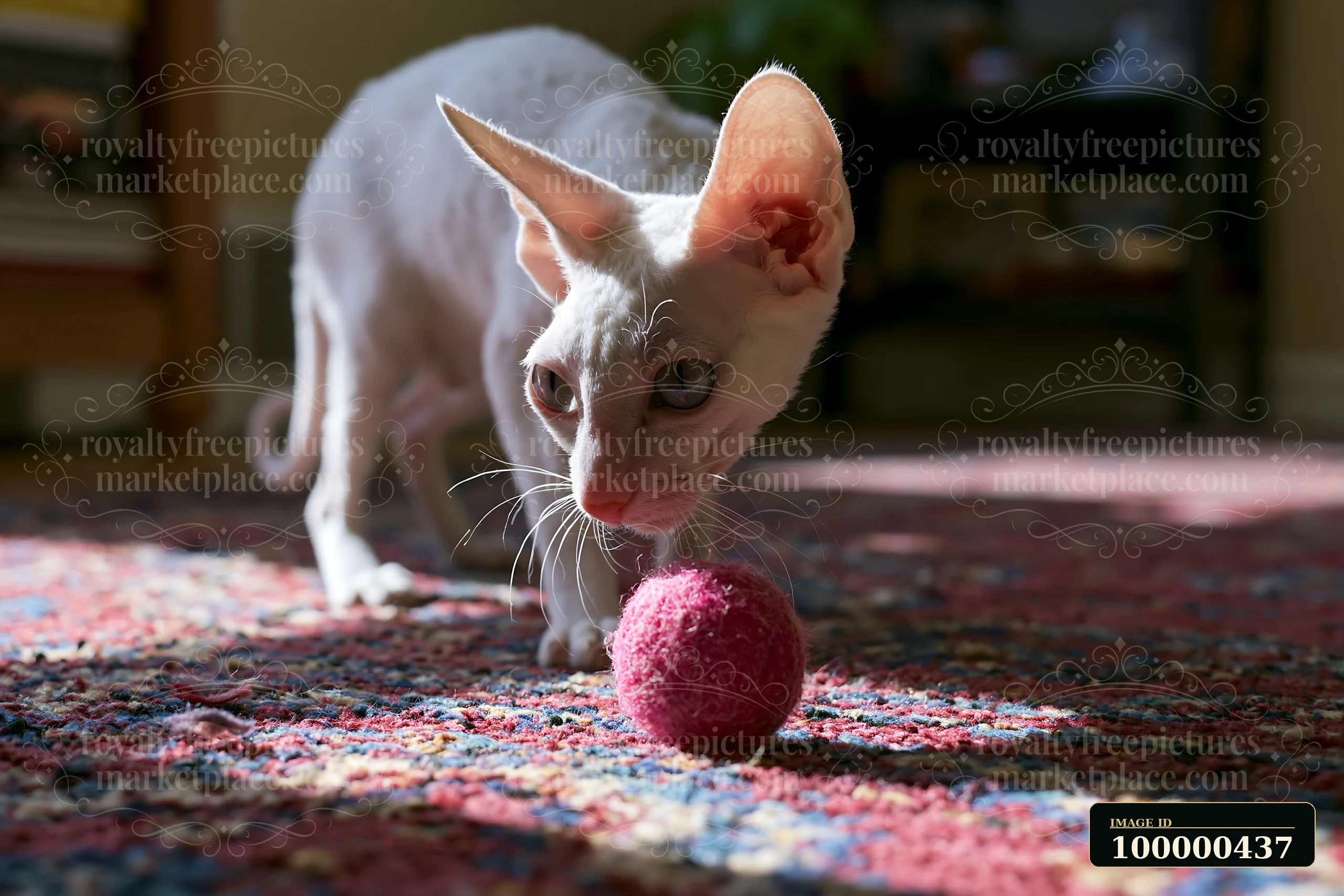 A cat is seen interacting with a red ball in a room filled with warm light.