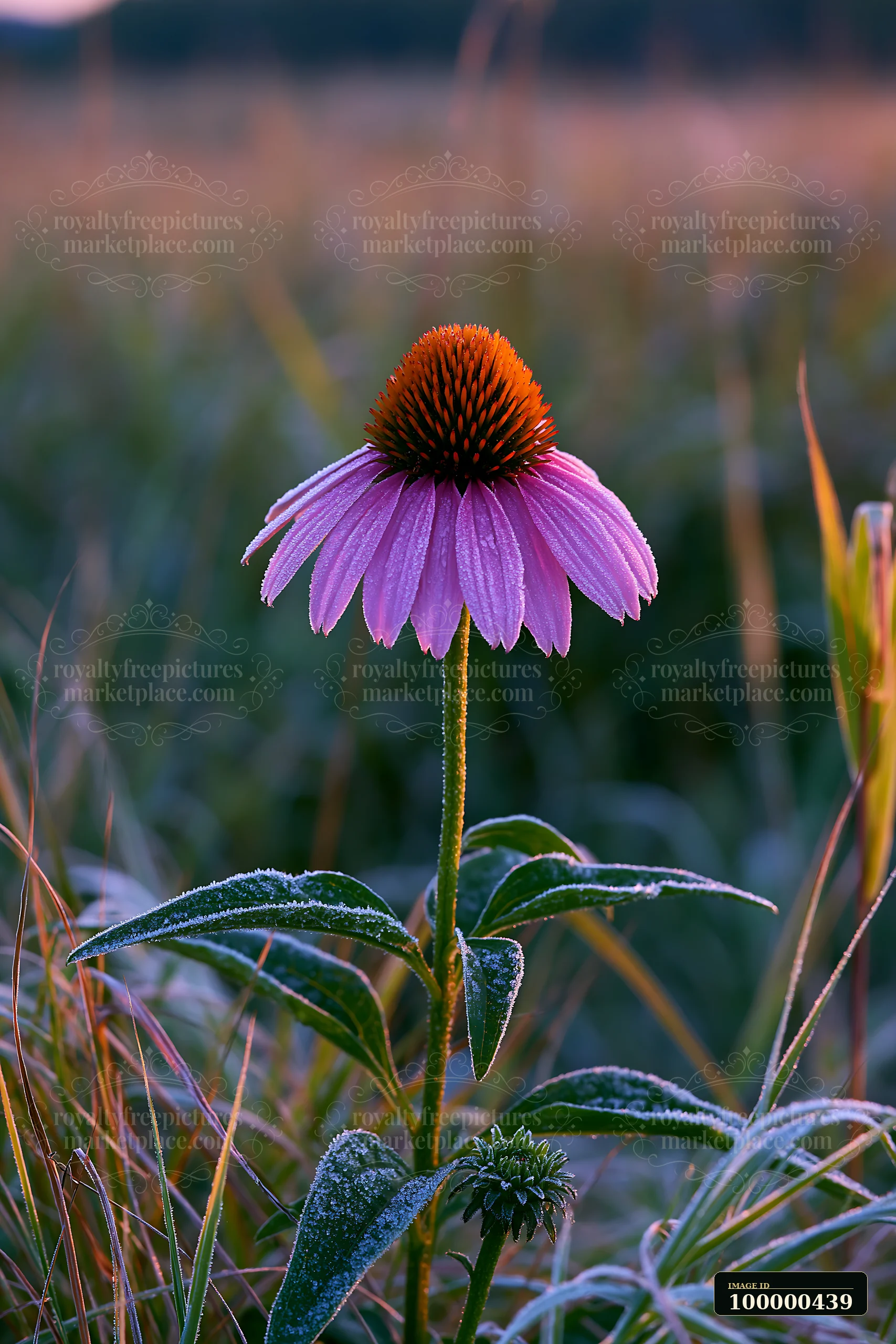 A single pink flower stands in a meadow surrounded by grass, with fog drifting across the landscape.