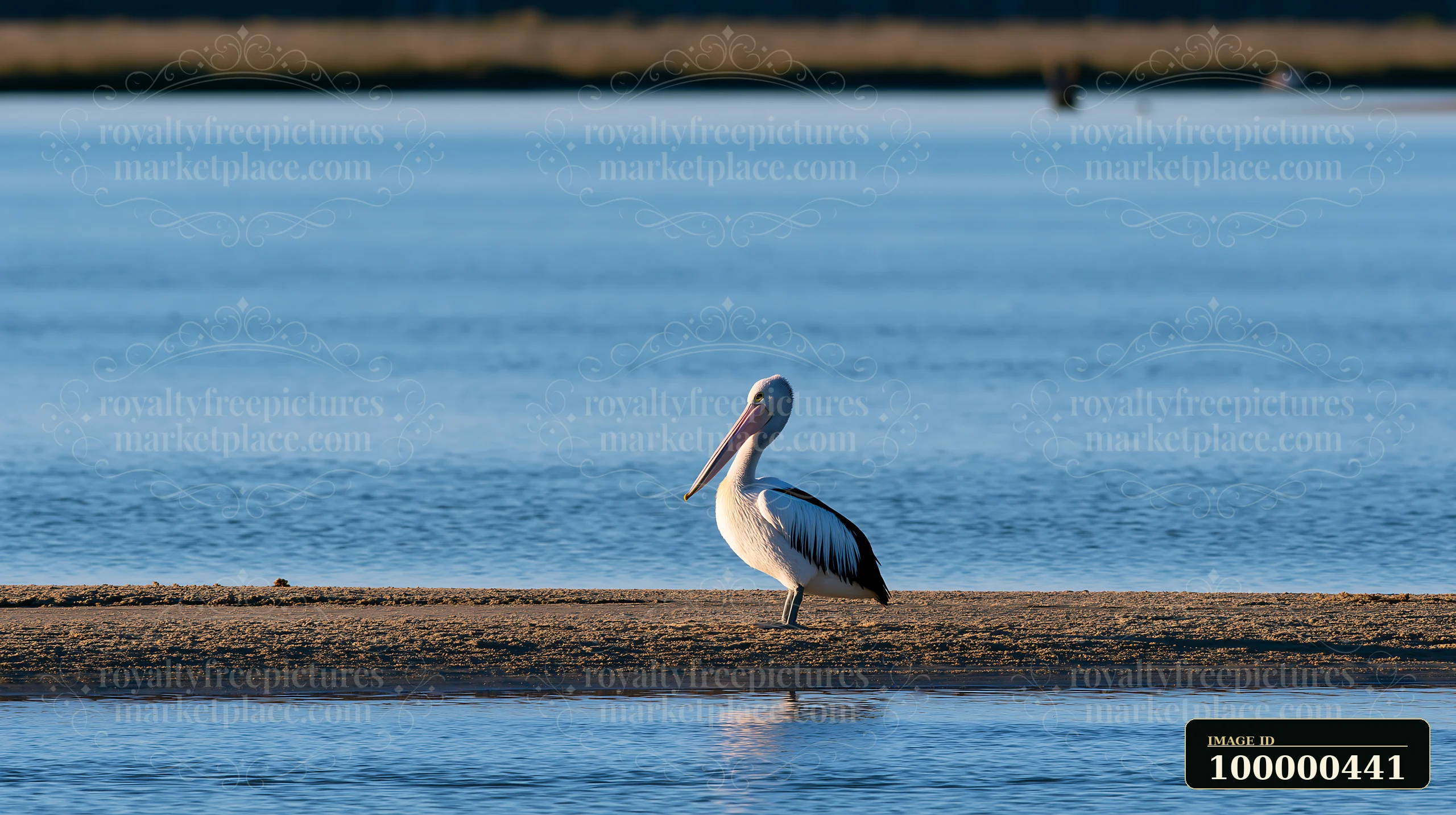 Australian pelican on coastal lagoon walks along the sandy shore with water in the background during clear weather.