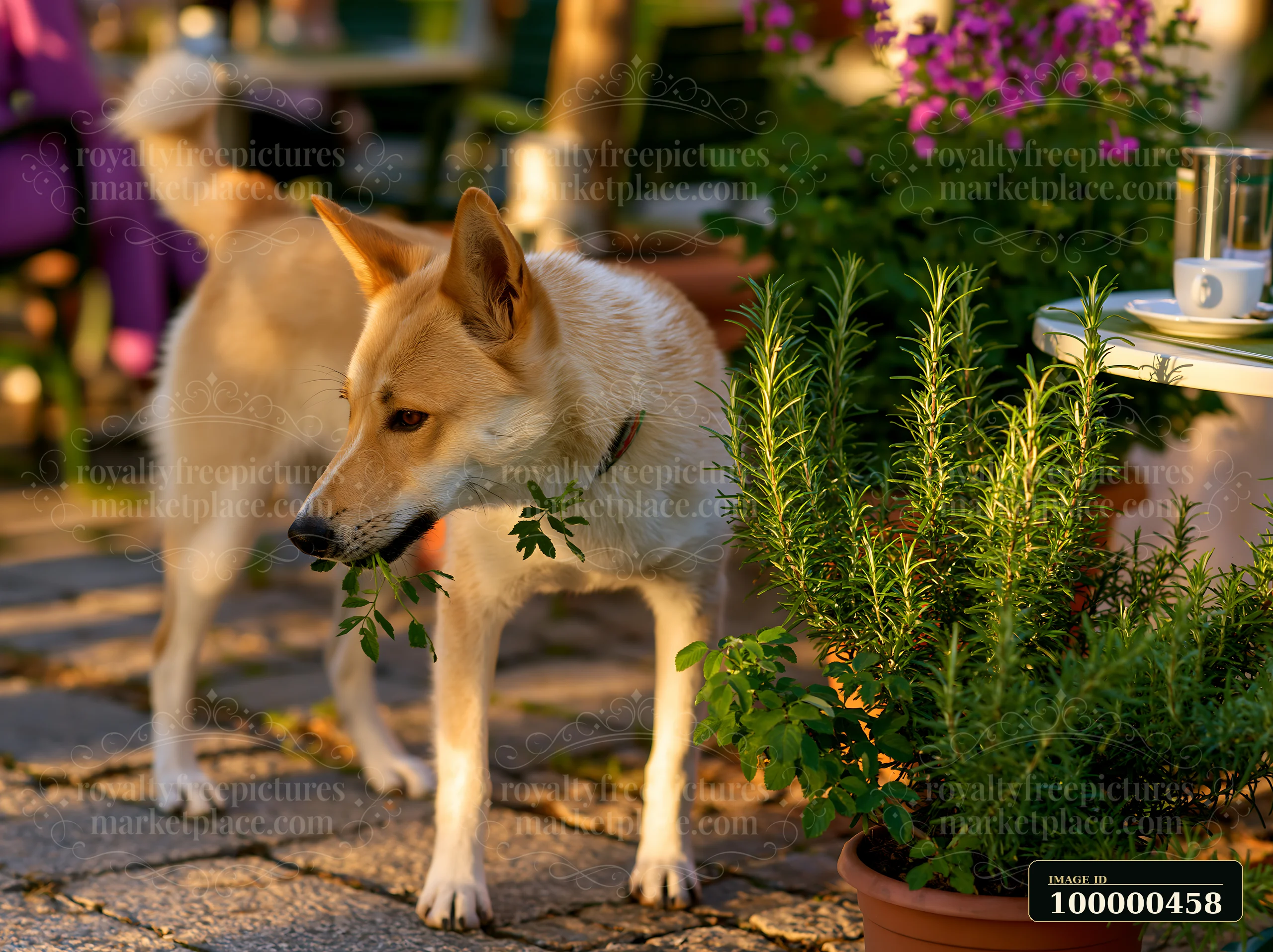 A rare dog breed explores an outdoor café, interacting with plants and enjoying the pleasant surroundings.