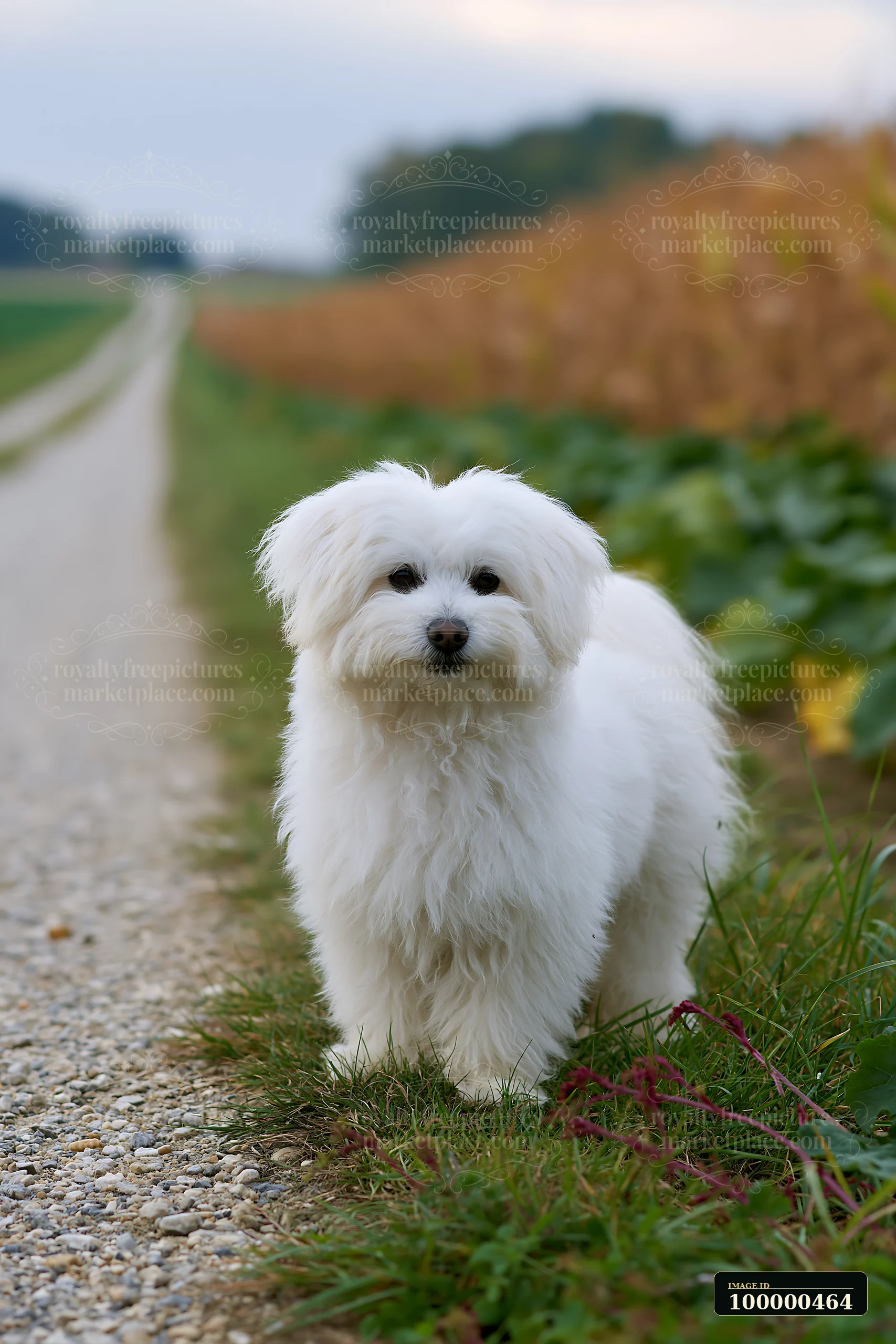 A rare dog breed on rural road stands on a gravel path surrounded by fields.