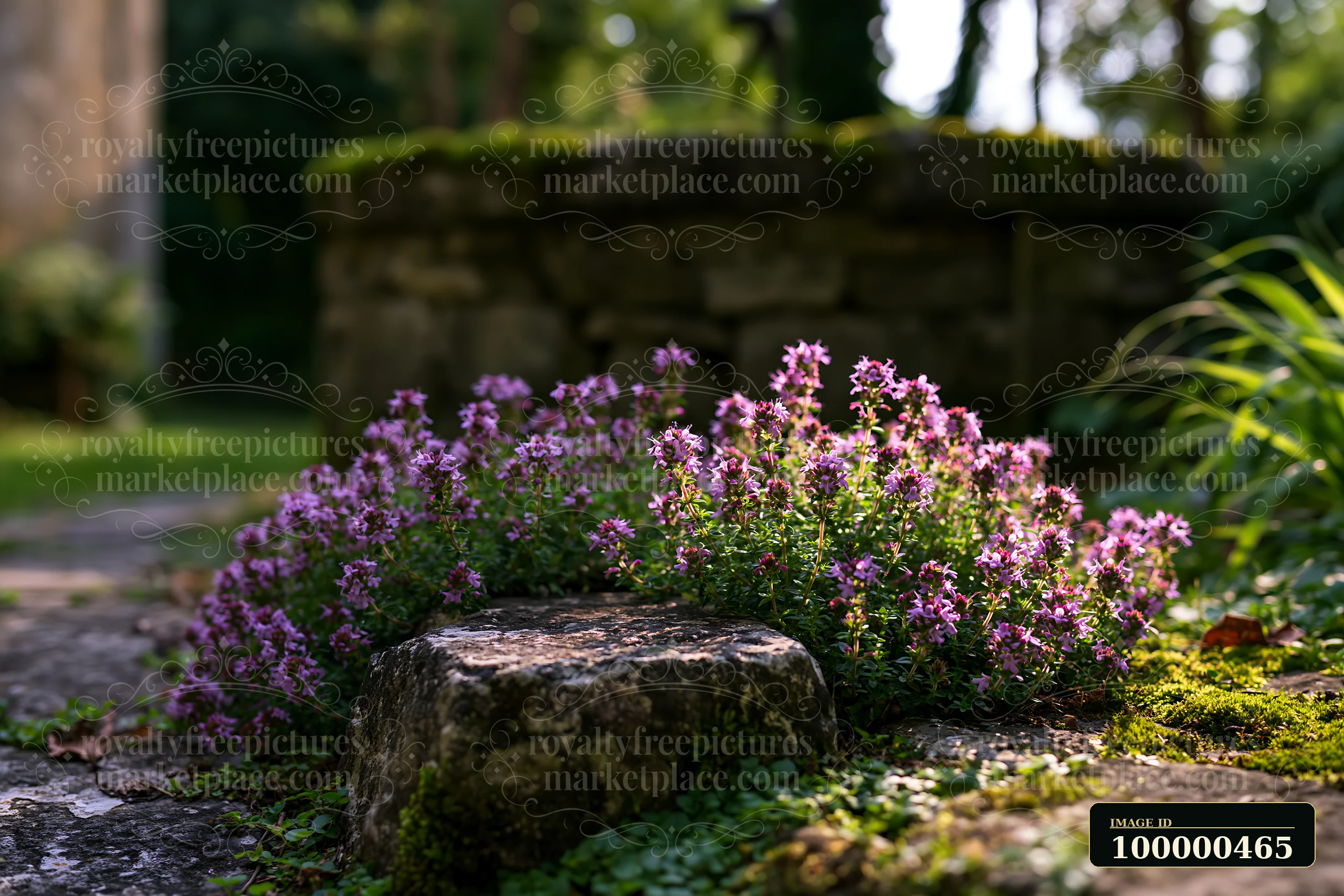 Fog drifting across meadow surrounds vibrant purple flowers growing on a stone near a well.