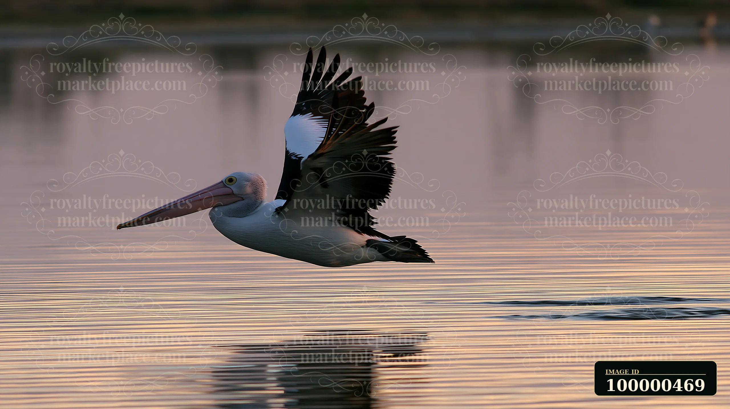 An Australian pelican glides over the calm water of a coastal lagoon during sunset.