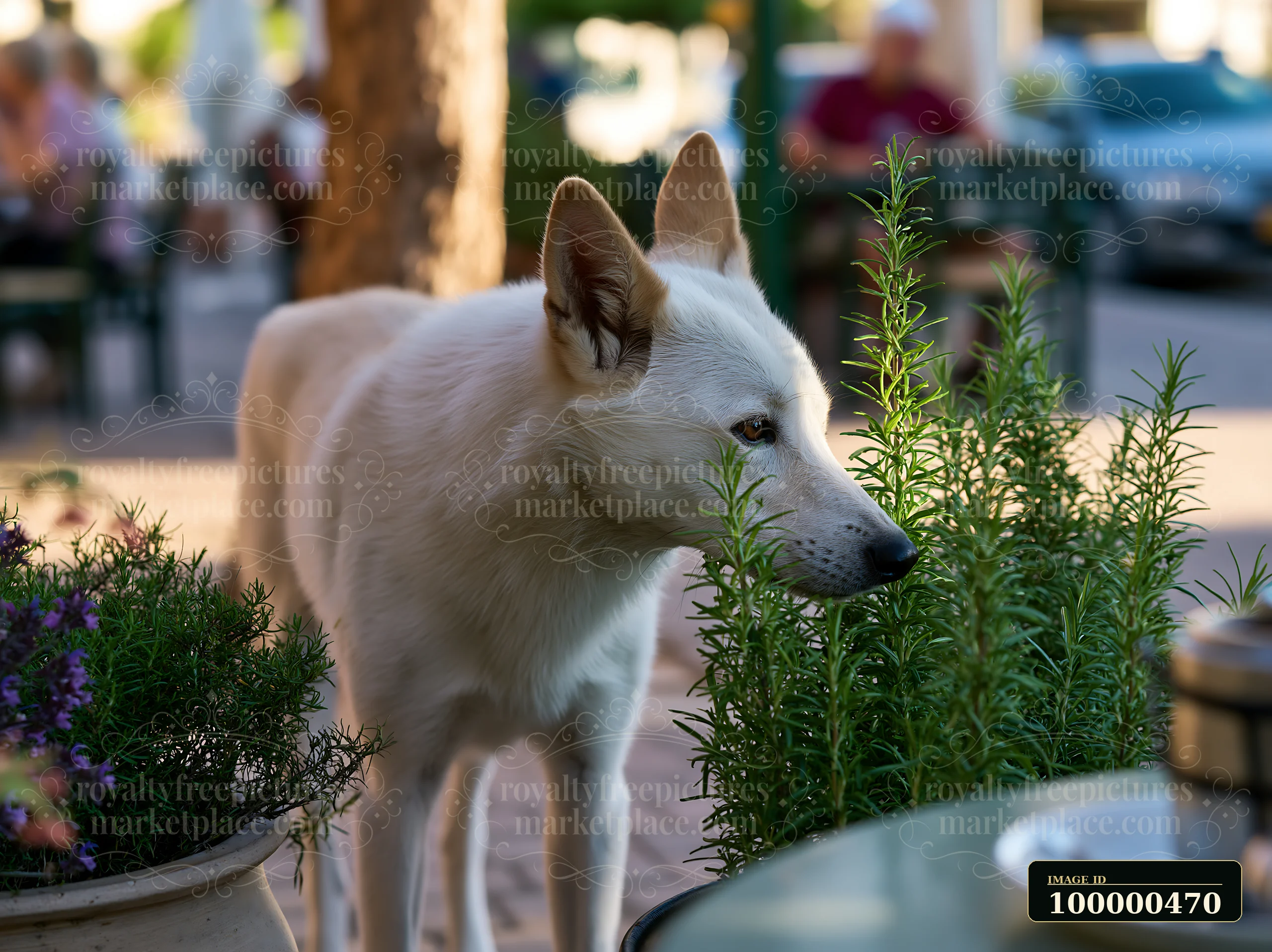 A rare dog breed explores a café patio among herbs and plants.
