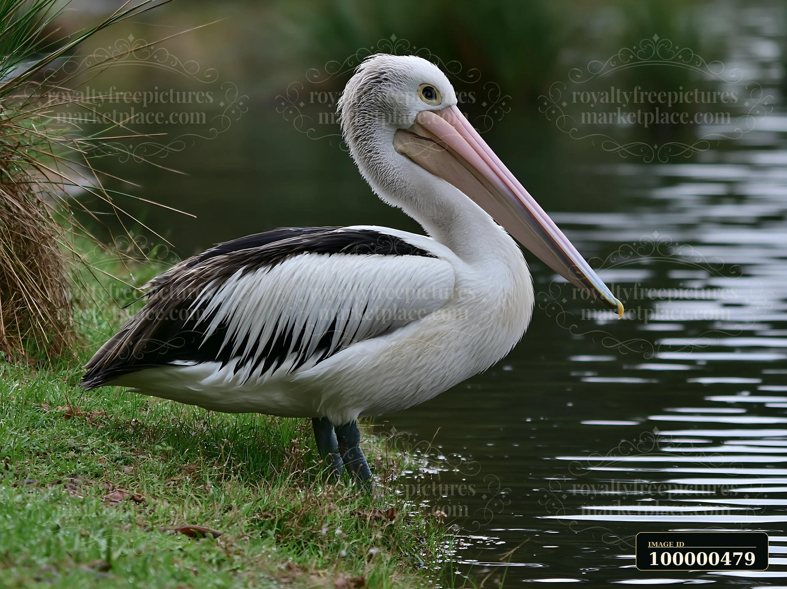 An Australian pelican stands near the edge of a coastal lagoon in Australia, observing the gentle water.