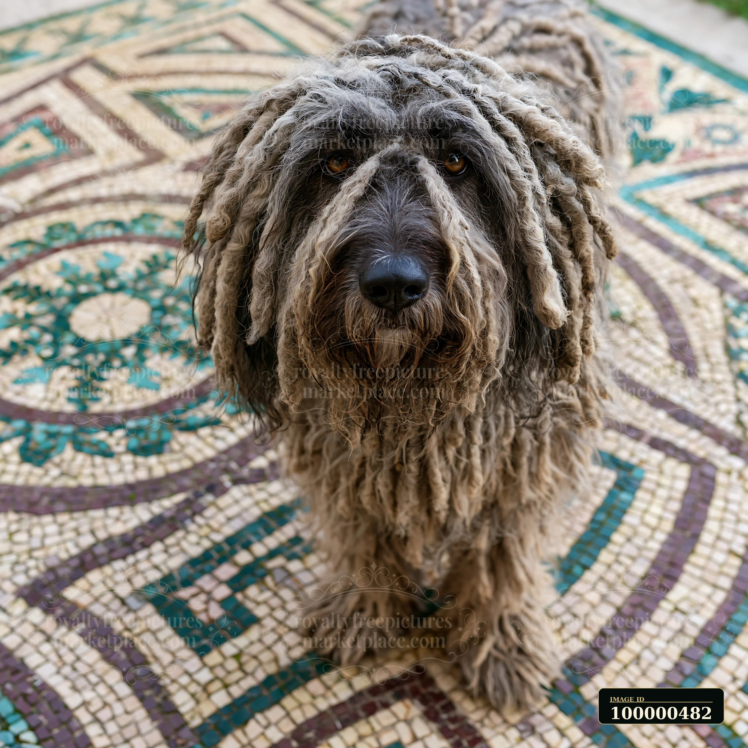 A rare dog breed stands on a patterned floor, displaying its unique coat and features.