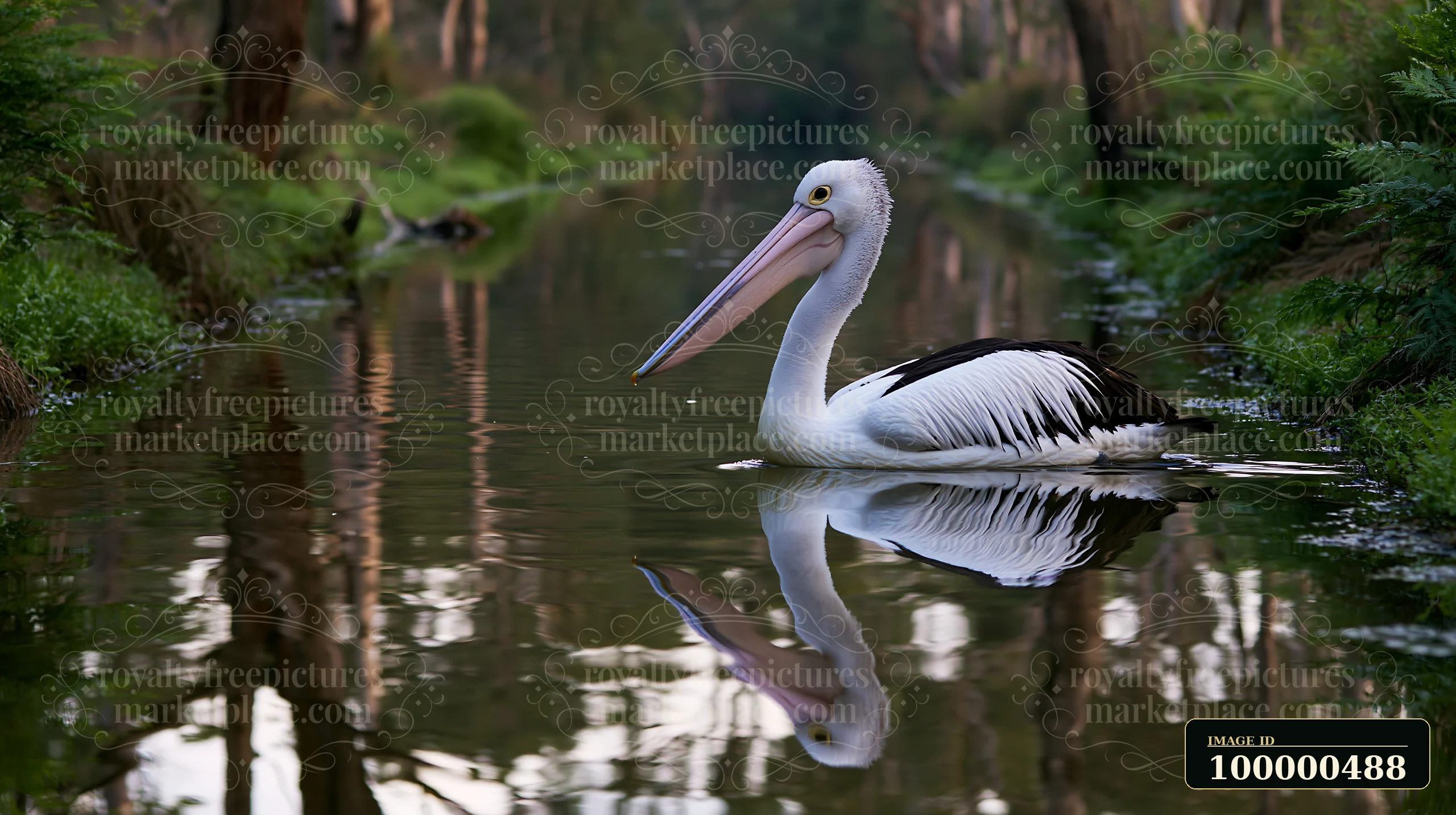 An Australian pelican on coastal lagoon glides smoothly through still water, surrounded by lush greenery and trees.