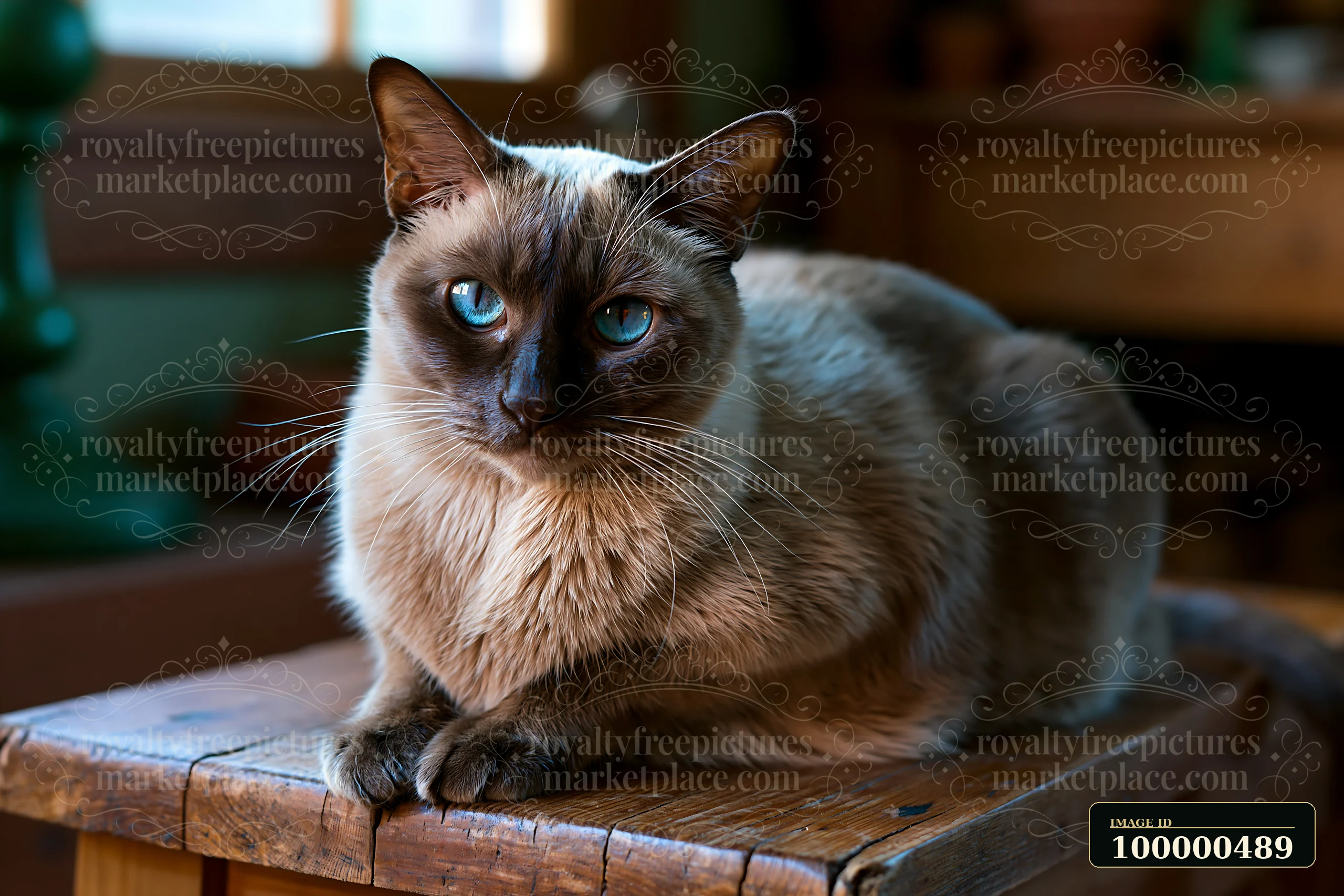 A Tonkinese cat sits on a wooden surface inside a home.