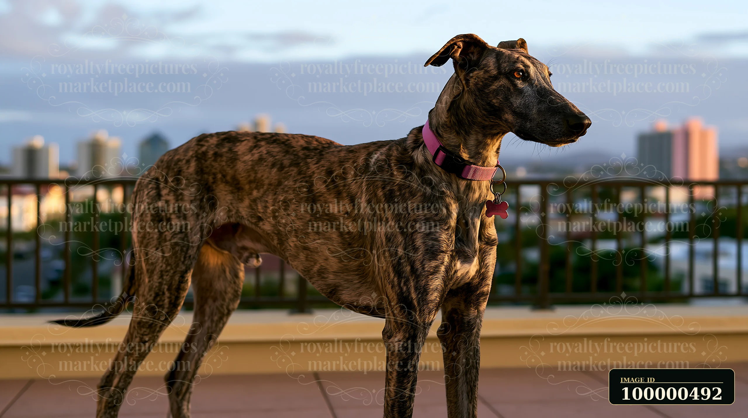 A brindle-coated dog stands on a balcony with a city skyline in the background.