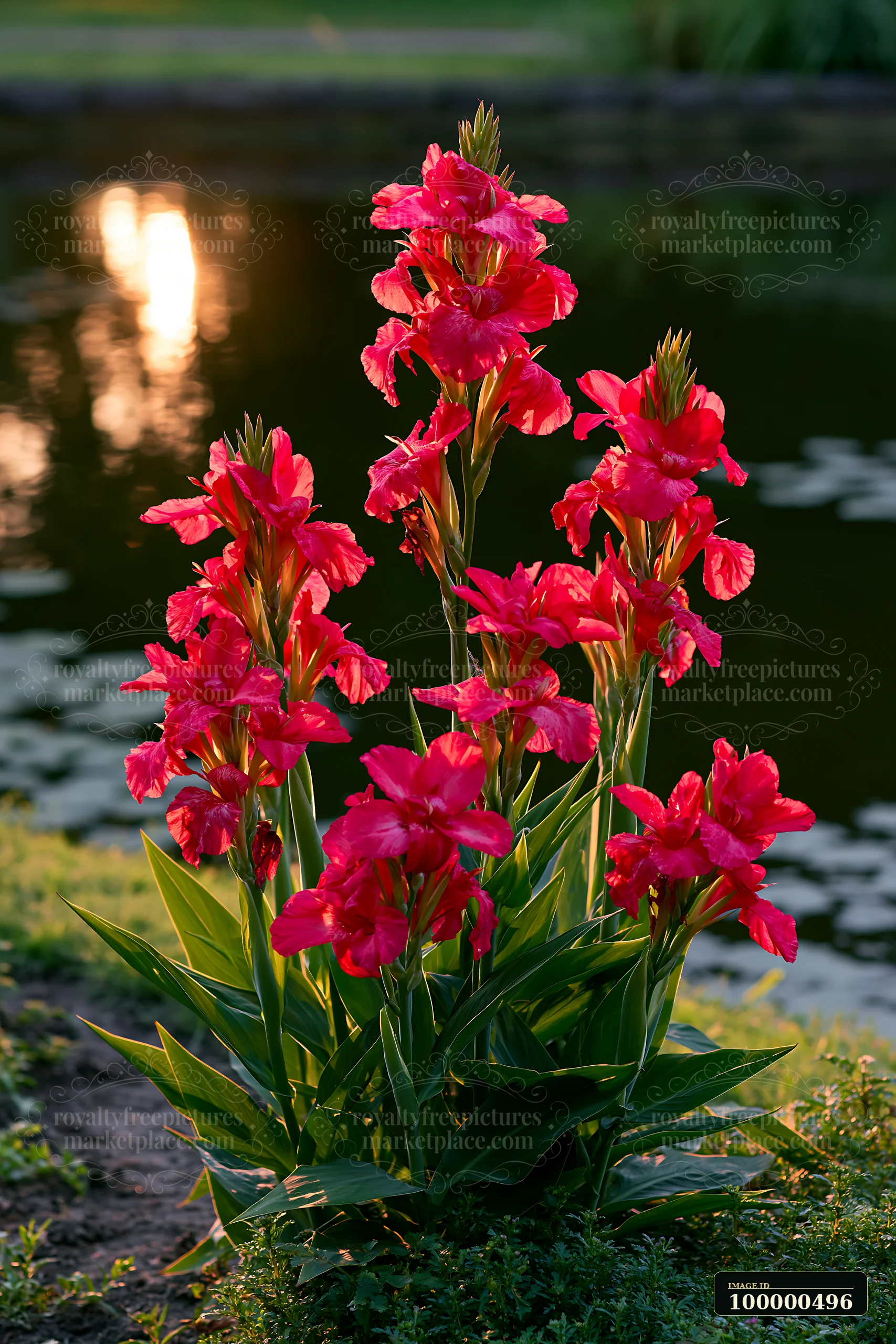 Canna lily flowers grow near a pond with soft sunlight reflecting on the water.