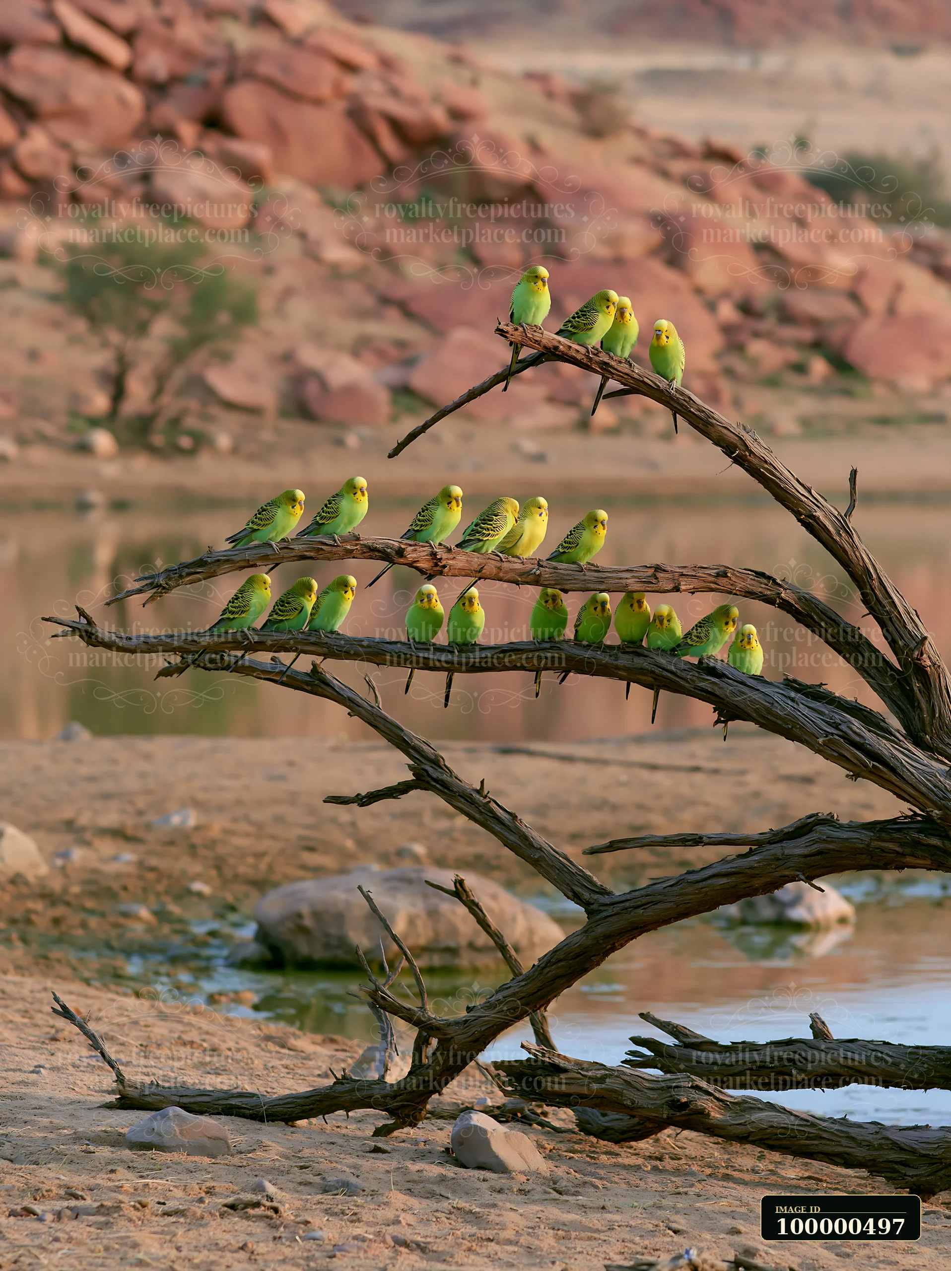 A flock of budgerigars rests on a dry tree branch near a water source in a desert landscape.