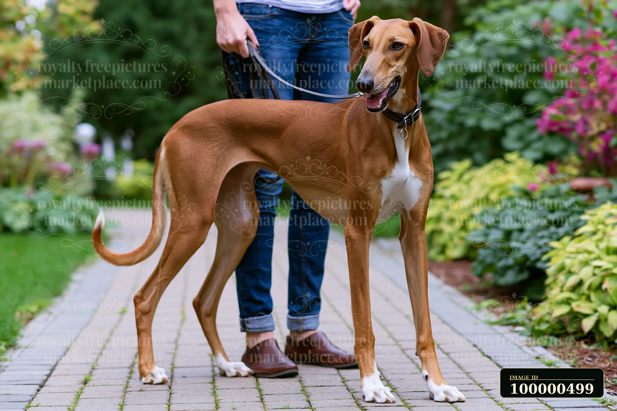 A rare dog breed is seen focused on its handler during obedience training in a lush garden.