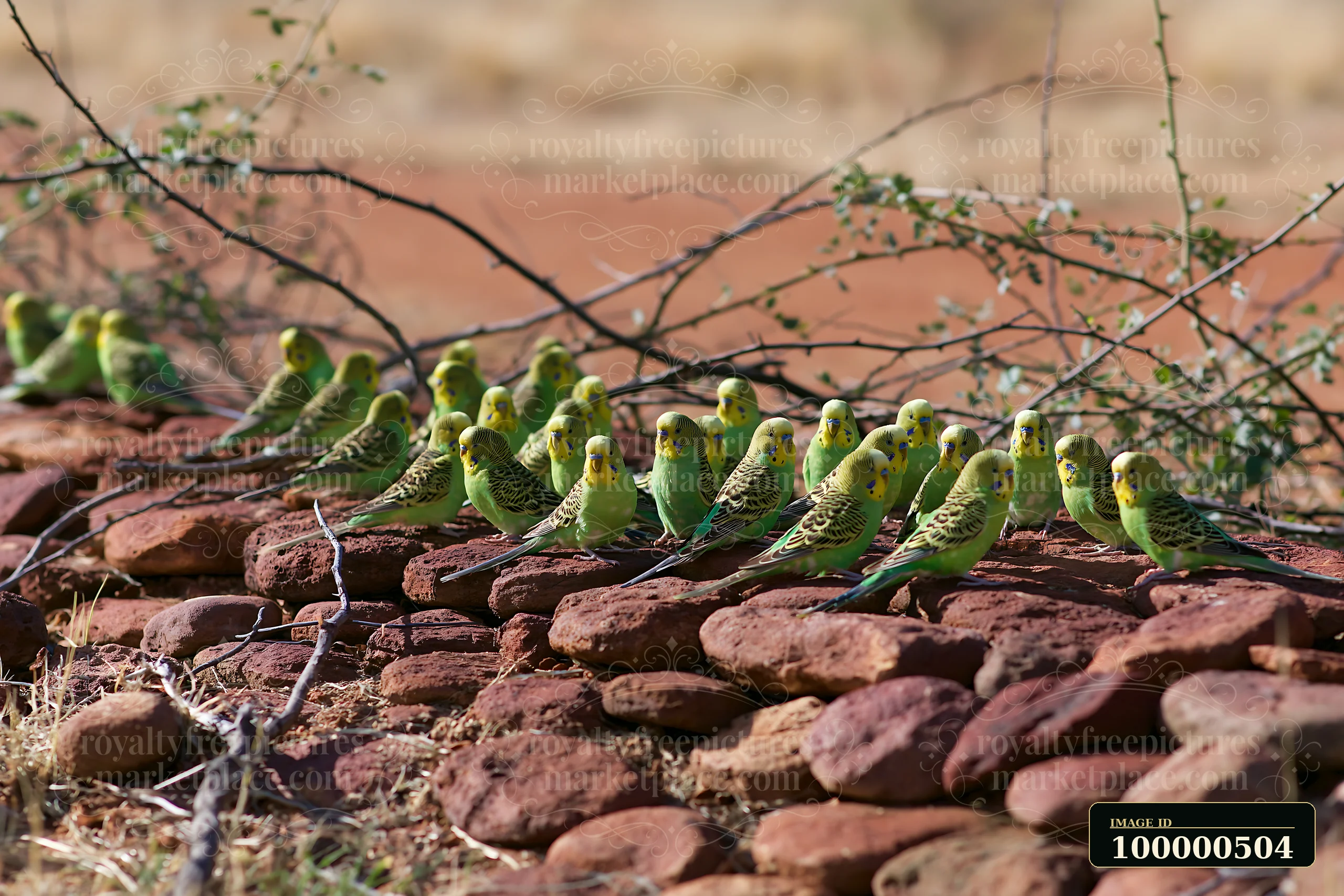 A flock of budgerigars gathers on a rocky surface in a desert landscape.