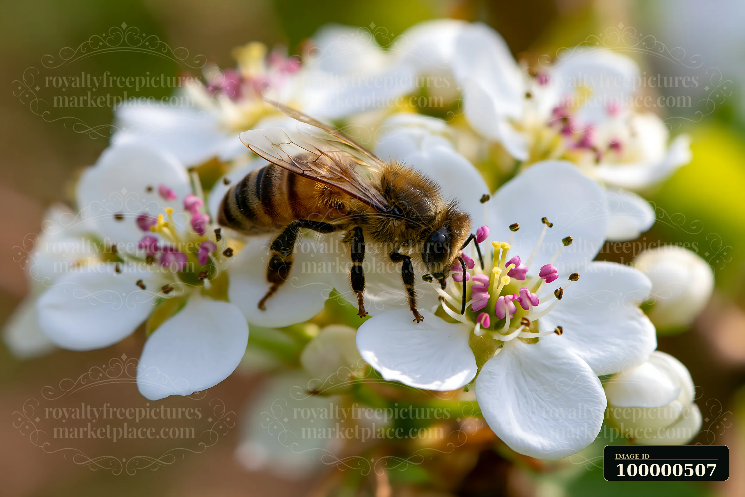 A bee gathers nectar from white flowers with pink stamens in a bright, natural setting.