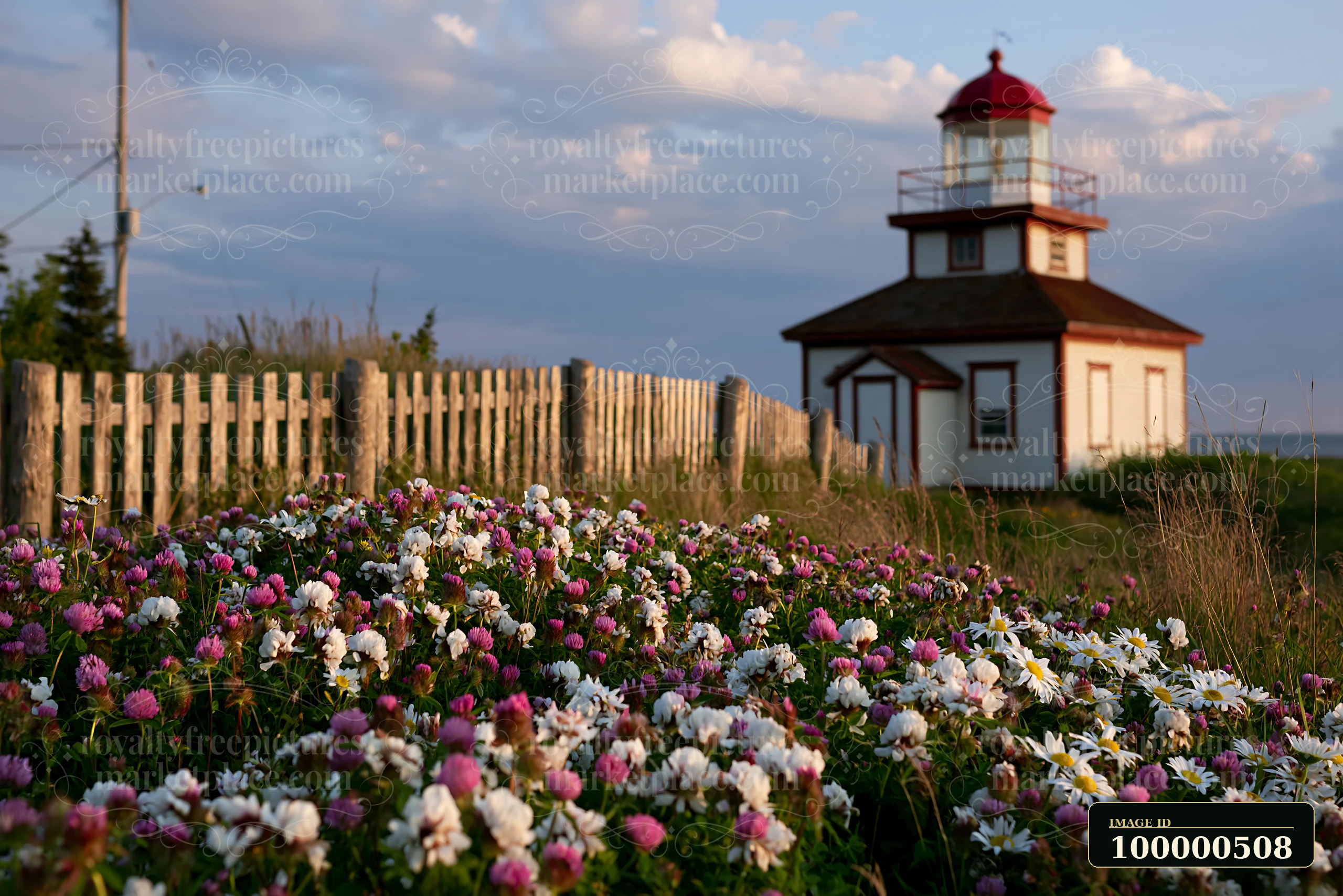 Foxglove flowers by cottage can be seen in full bloom in the foreground, with a charming cottage and wooden fence in the background under a blue sky and soft cl