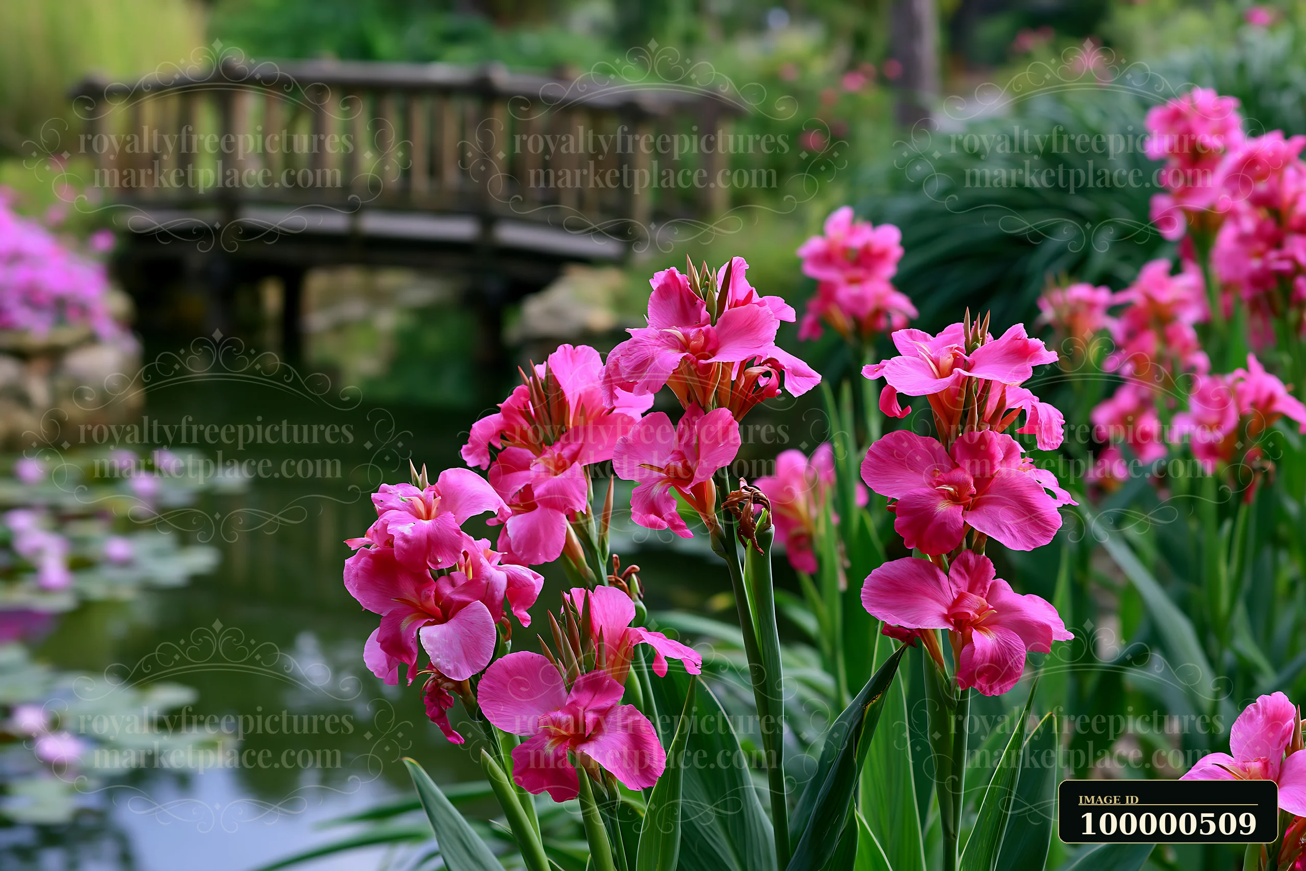 Canna lily flowers bloom near a pond with a wooden bridge in the background.